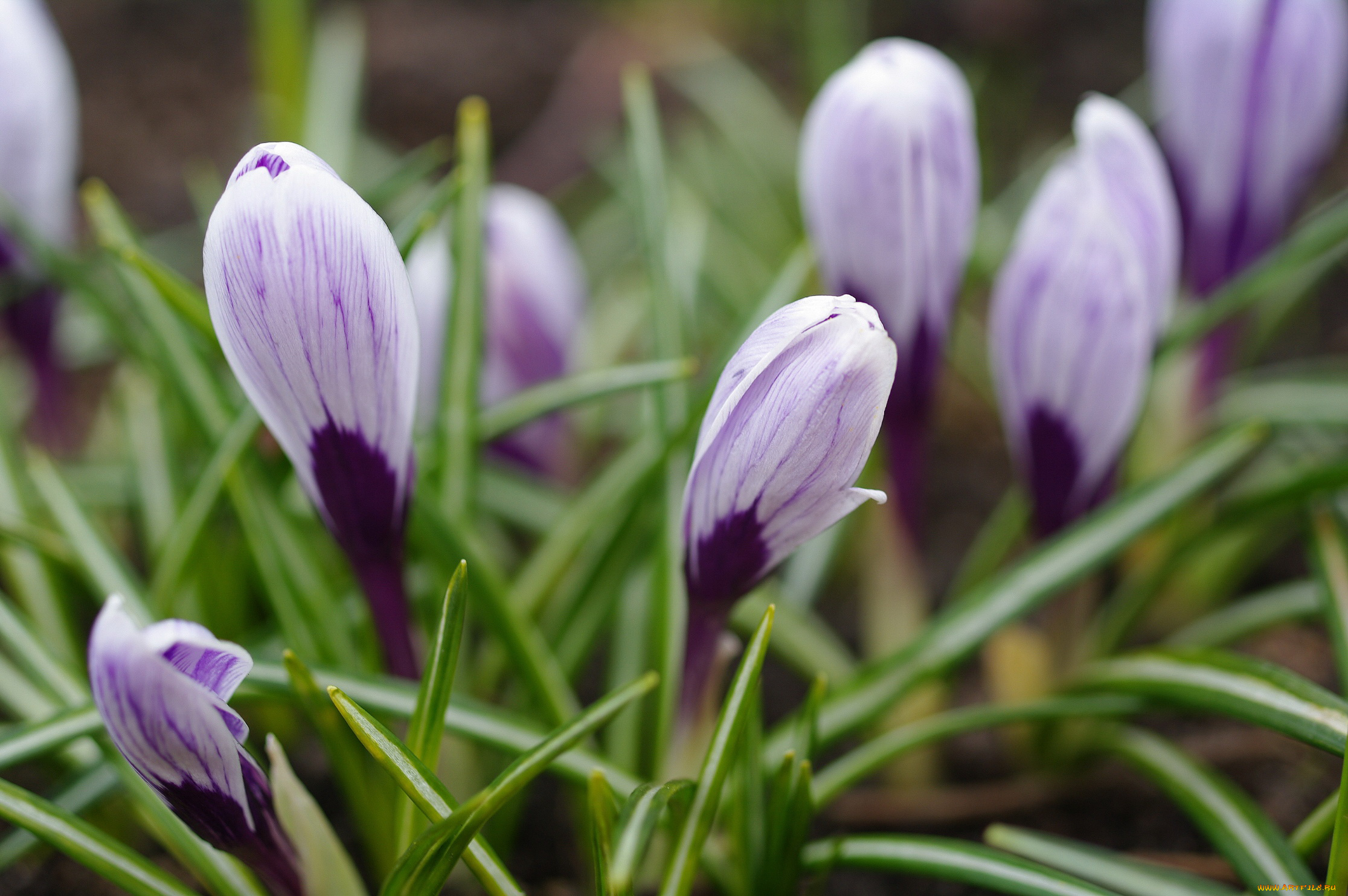 цветы, крокусы, первоцветы, макро, луковичные, красота, флора, сиреневый, цвет, растения, радость, природа, дача, весна, апрель