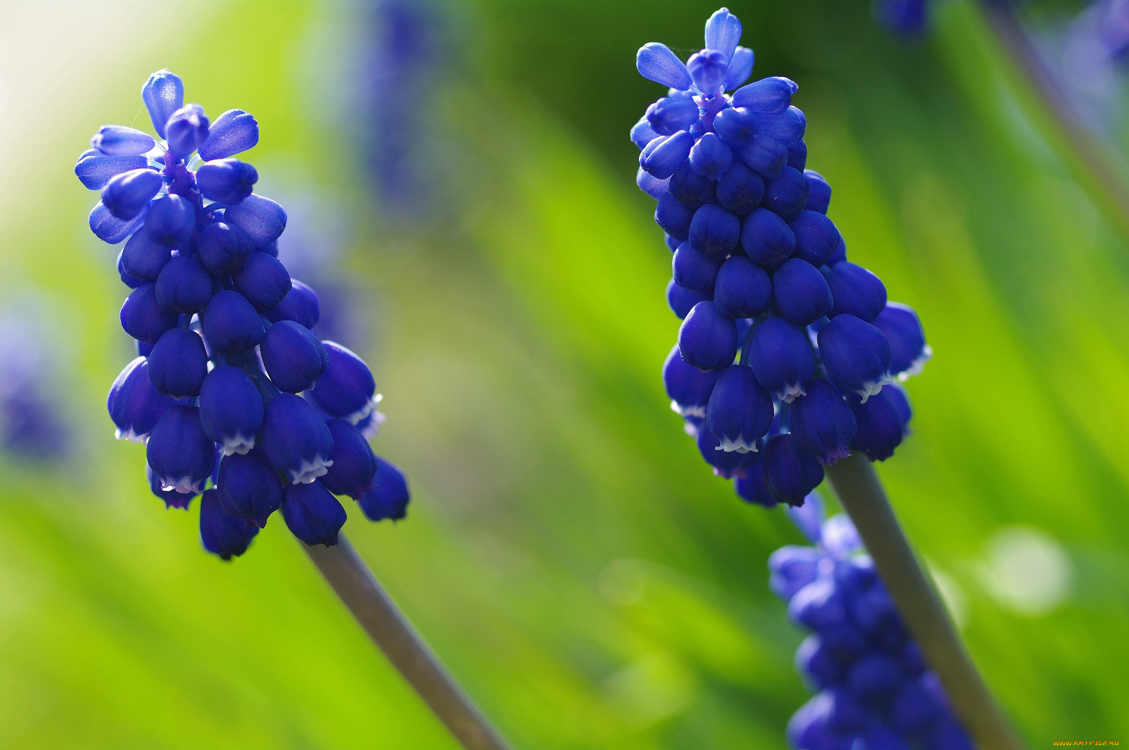цветы, мускари, цветок, синий, цвет, флора, мышиный, гиацинт, природа, растения, макро, май, луковичные, красота, весна, дача