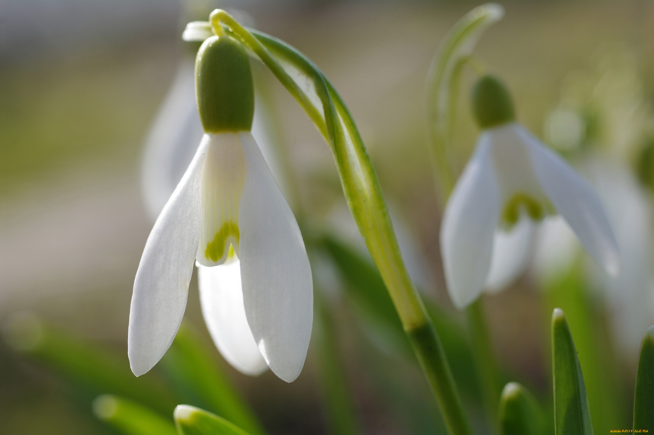 цветы, подснежники, , белоцветники, , пролески, дача, галантус, весна, белый, цвет, апрель, флора, растения, природа, первоцветы, нежность, луковичные
