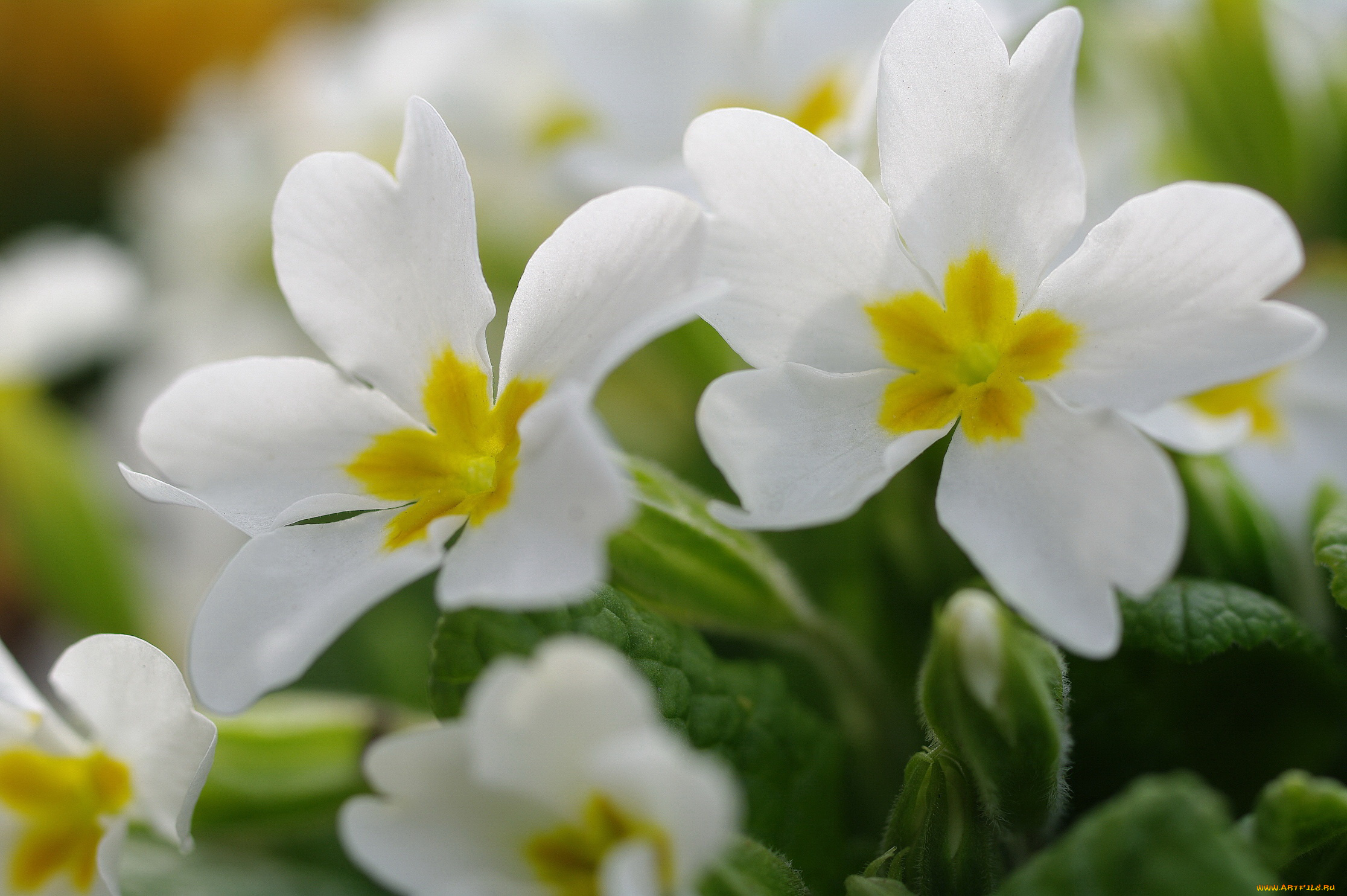 цветы, примулы, флора, растения, пробуждение, природа, примула, первоцветы, весна, белый, цвет, белоснежность, нежность, макро, май, красота, дача
