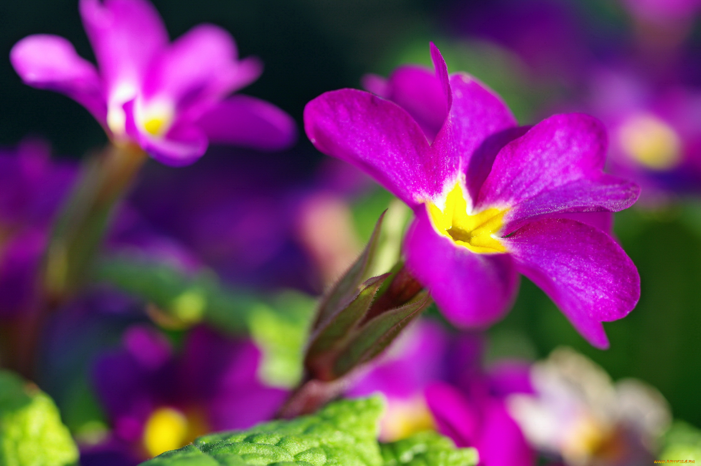 цветы, примулы, первоцветы, белоснежность, белый, цвет, нежность, май, весна, дача, красота, примула, природа, растения, пробуждение, флора