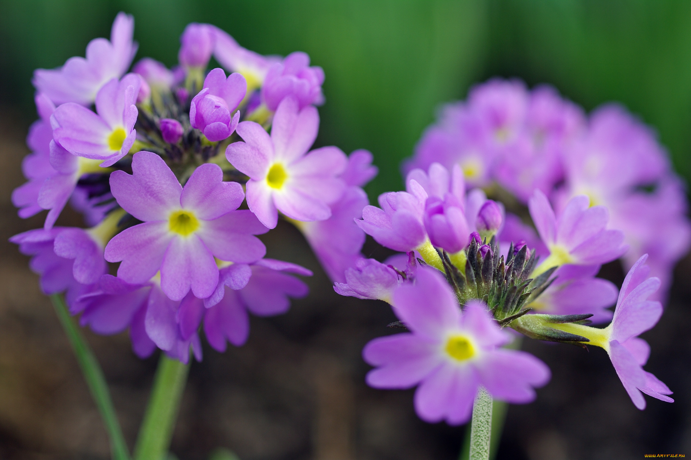 цветы, примулы, природа, весна, примула, красота, май, макро, первоцветы, дача, растения, флора, сиреневый, цвет