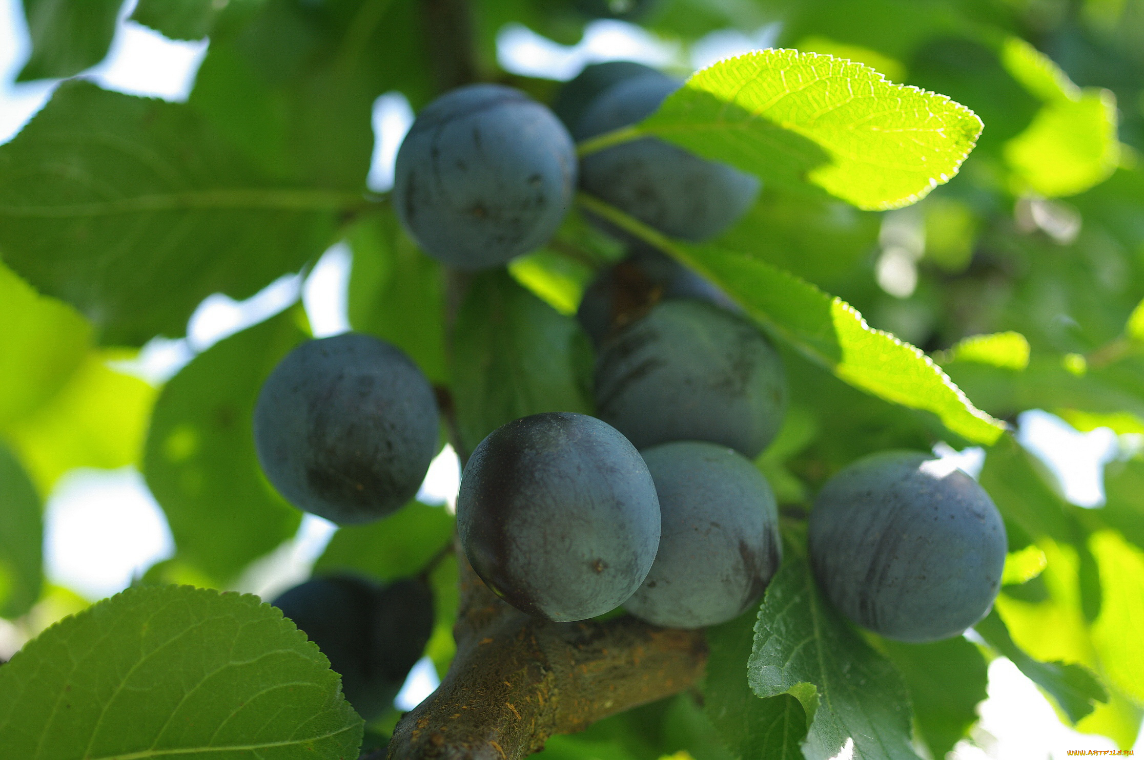 природа, плоды, ветка, дача, множество, осень, сентябрь, тернослив, урожай, ягоды