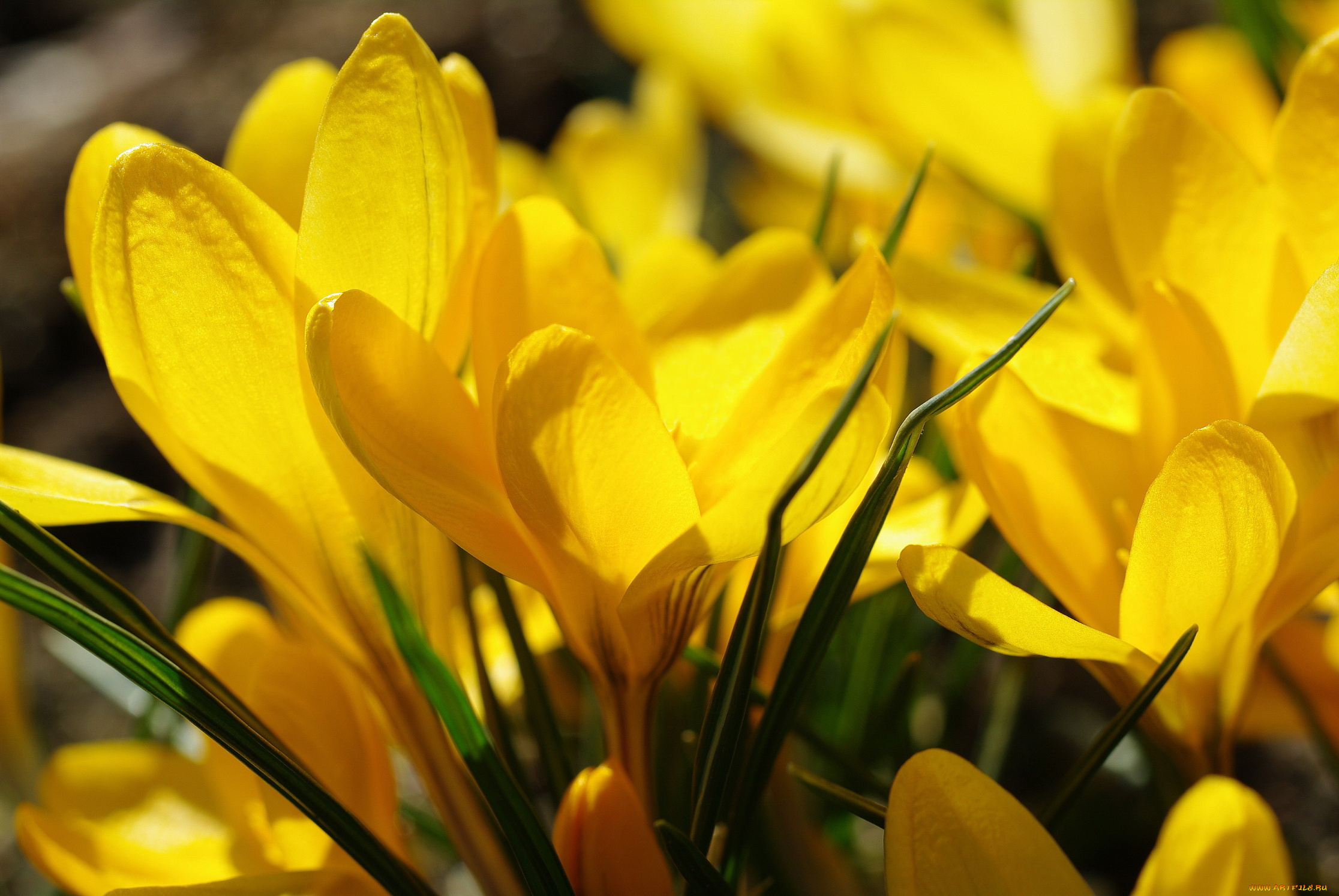 цветы, крокусы, апрель, весна, дача, жёлтый, цвет, красота, луковичные, макро, первоцветы, природа, радость, растения, флора