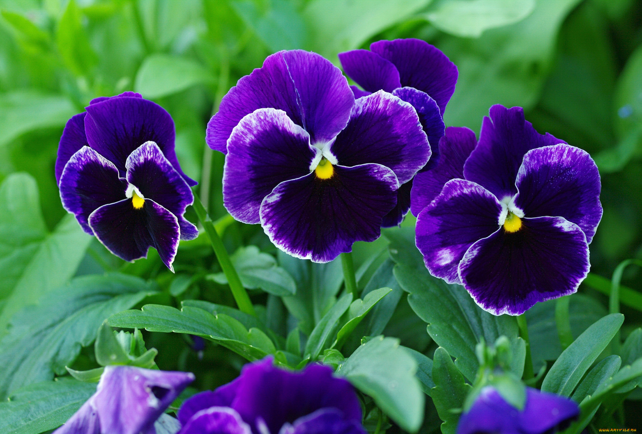 цветы, анютины, глазки, , садовые, фиалки, анютины, глазки, виола, дача, двулетники, красота, лето, макро, многолетники, природа, растения, фиалки, флора, цветок