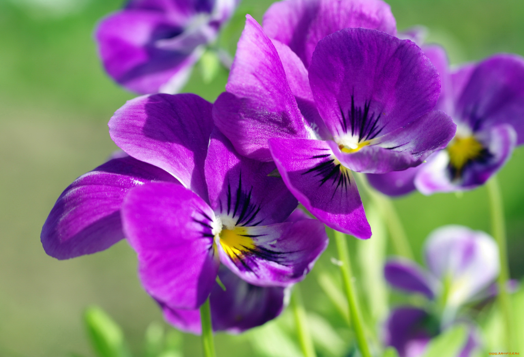 цветы, анютины, глазки, , садовые, фиалки, анютины, глазки, виола, дача, двулетники, красота, лето, макро, многолетники, природа, растения, фиалки, флора, цветок