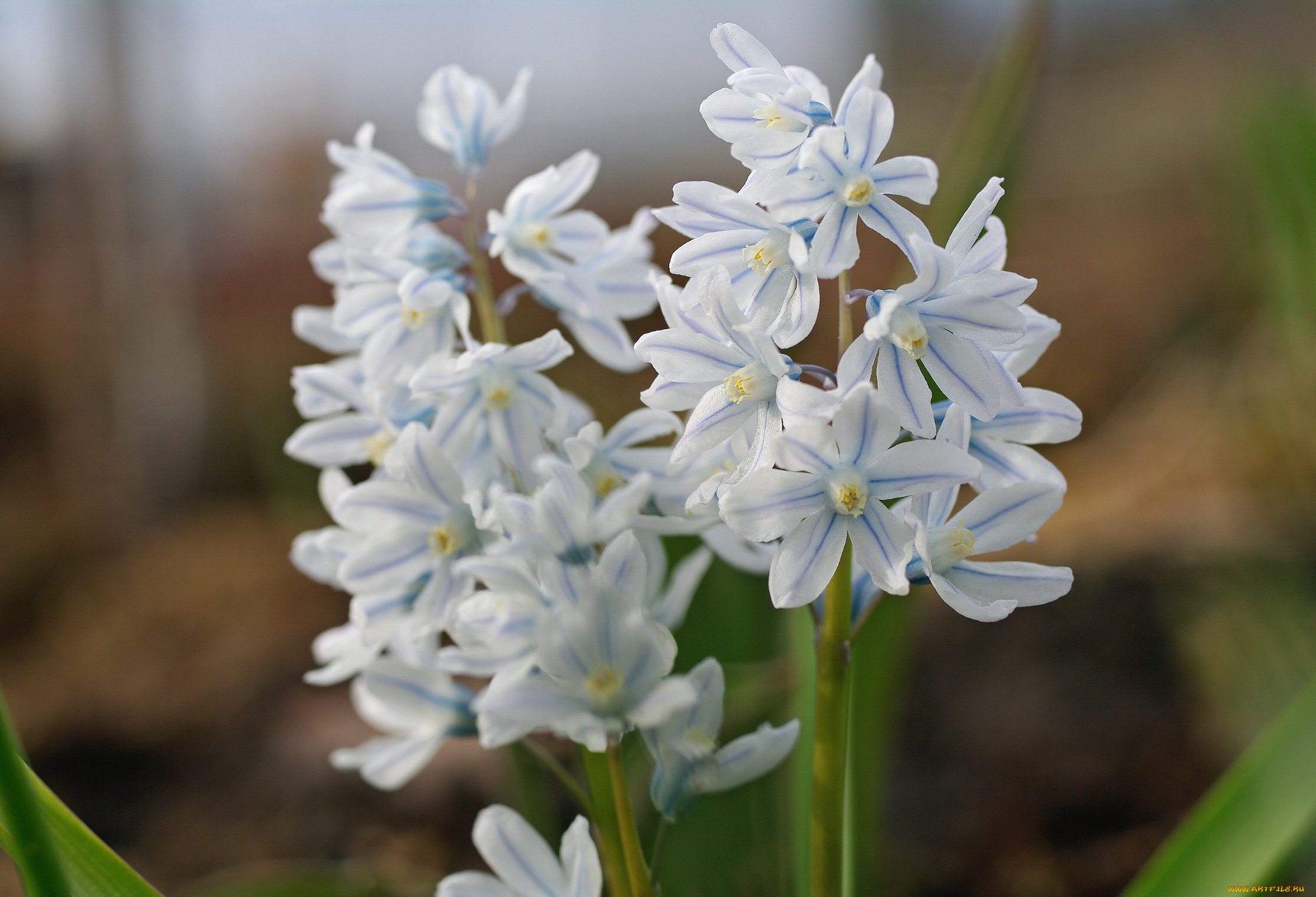 цветы, гиацинты, дача, радость, пушкинария, голубой, цвет, природа, пролески, пробуждение, подснежники, весна, первоцветы, растения, флора, красота, май, нежность, макро