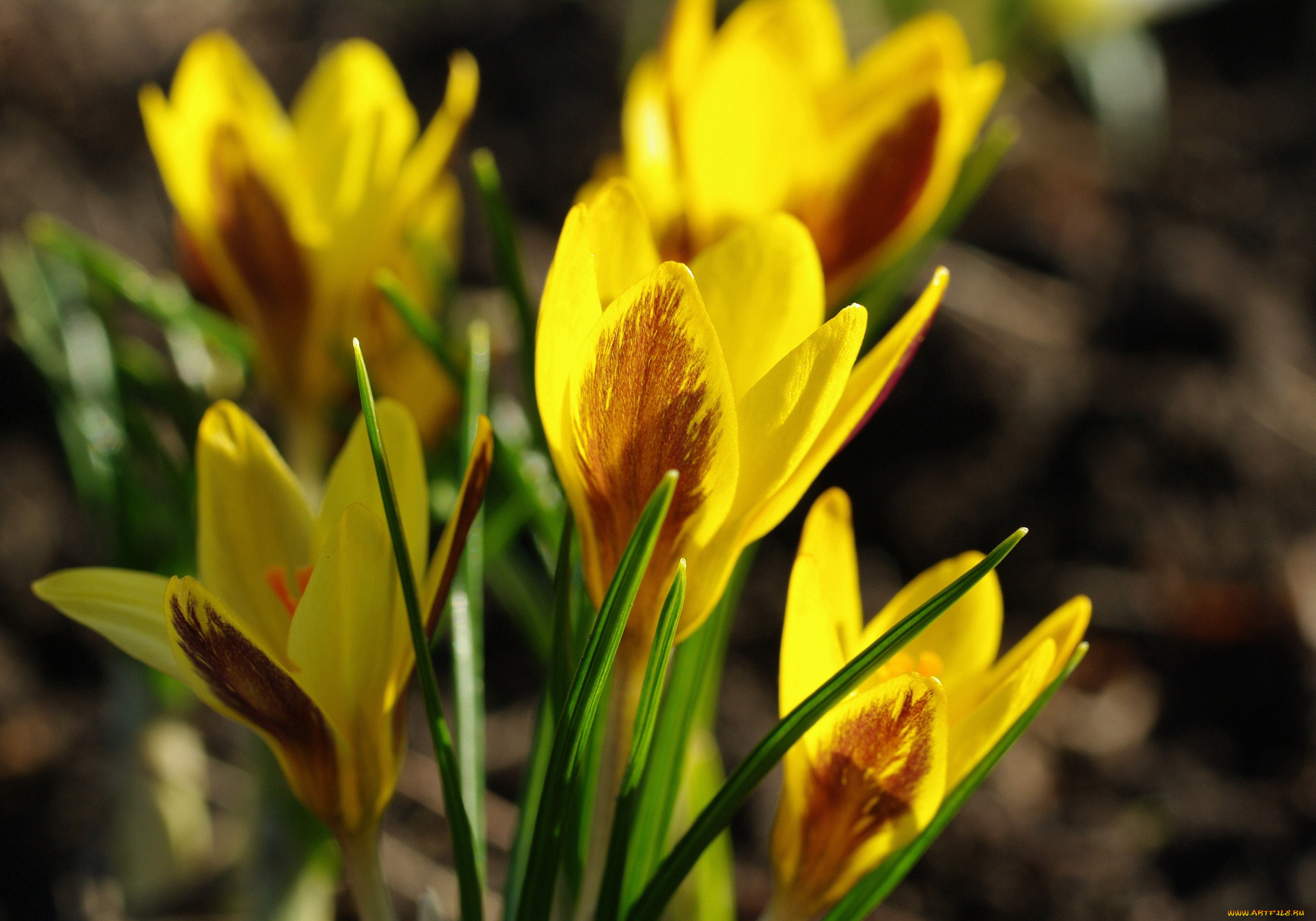 цветы, крокусы, апрель, весна, дача, жёлтый, цвет, красота, луковичные, макро, первоцветы, природа, радость, растения, флора