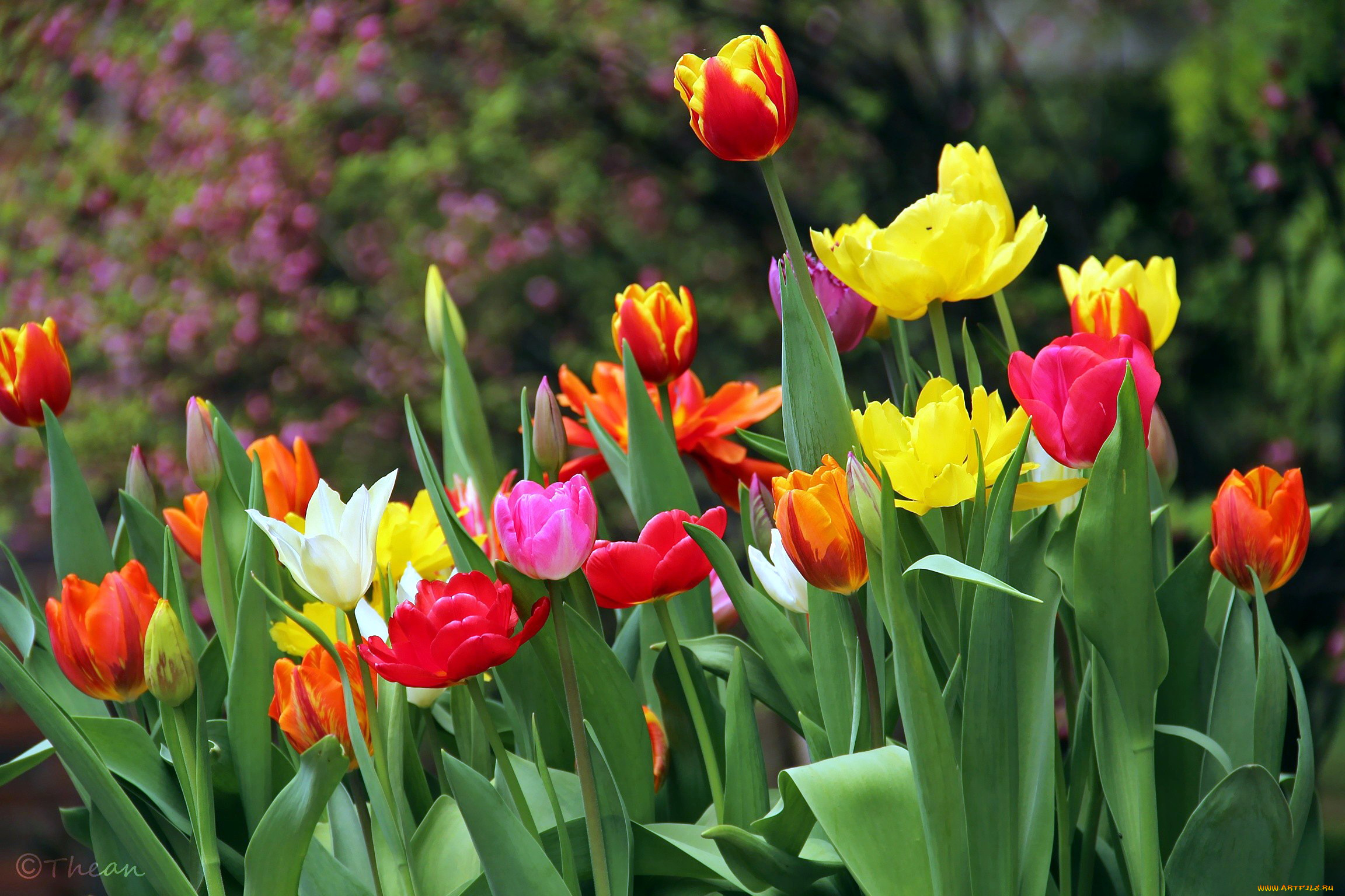 цветы, тюльпаны, бутоны