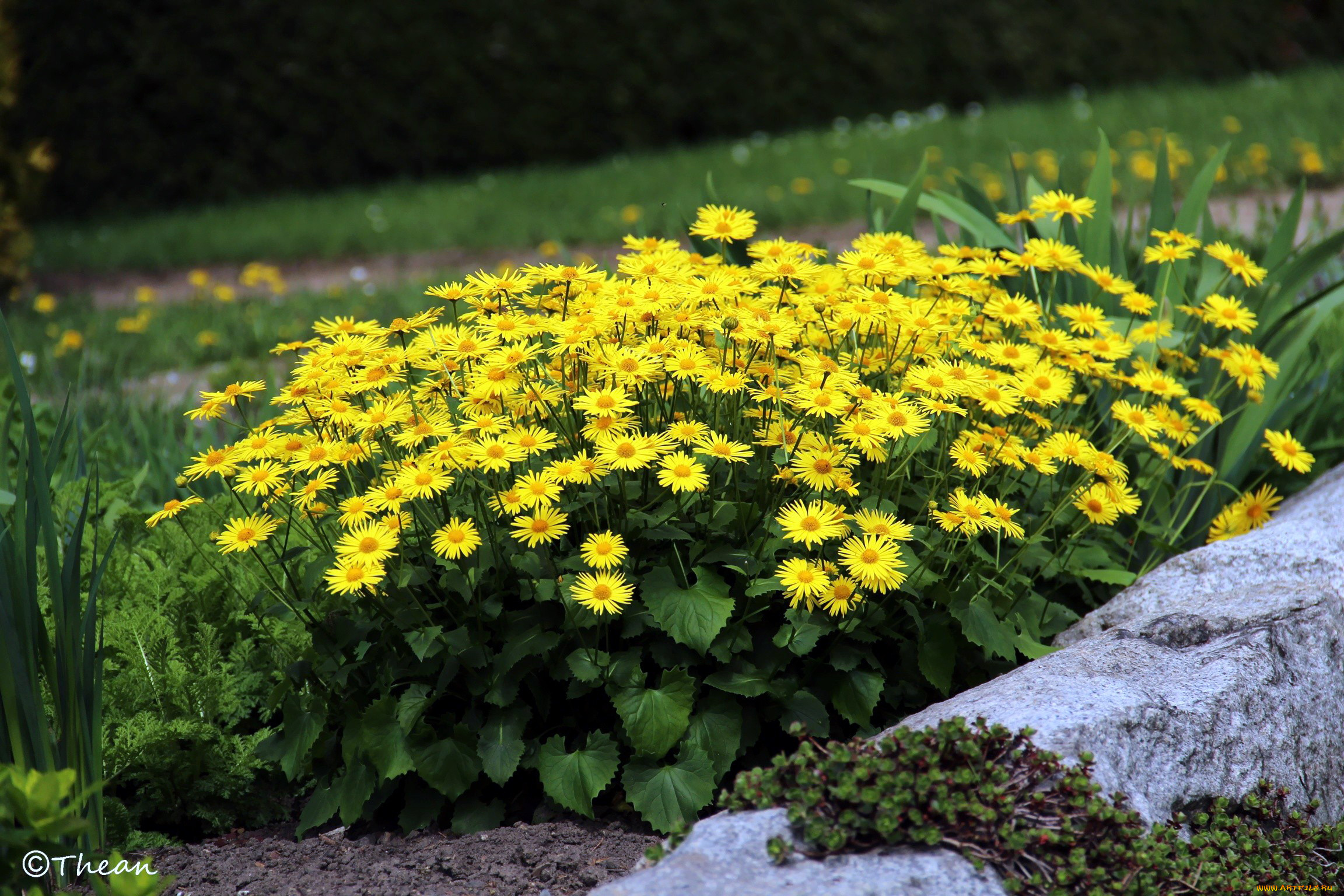 цветы, желтый