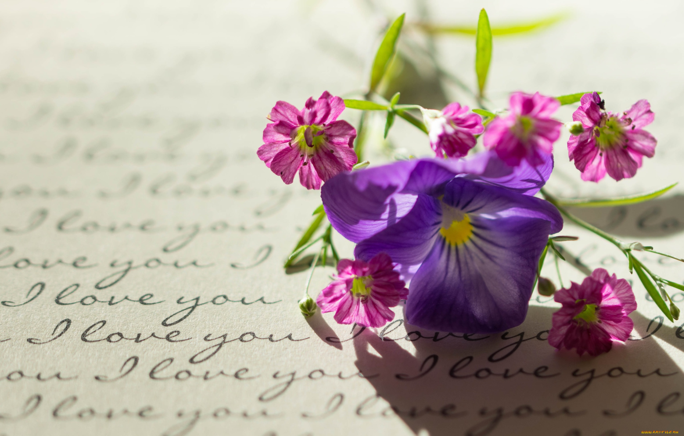 цветы, разные, вместе, виола, письмо, макро, стиль