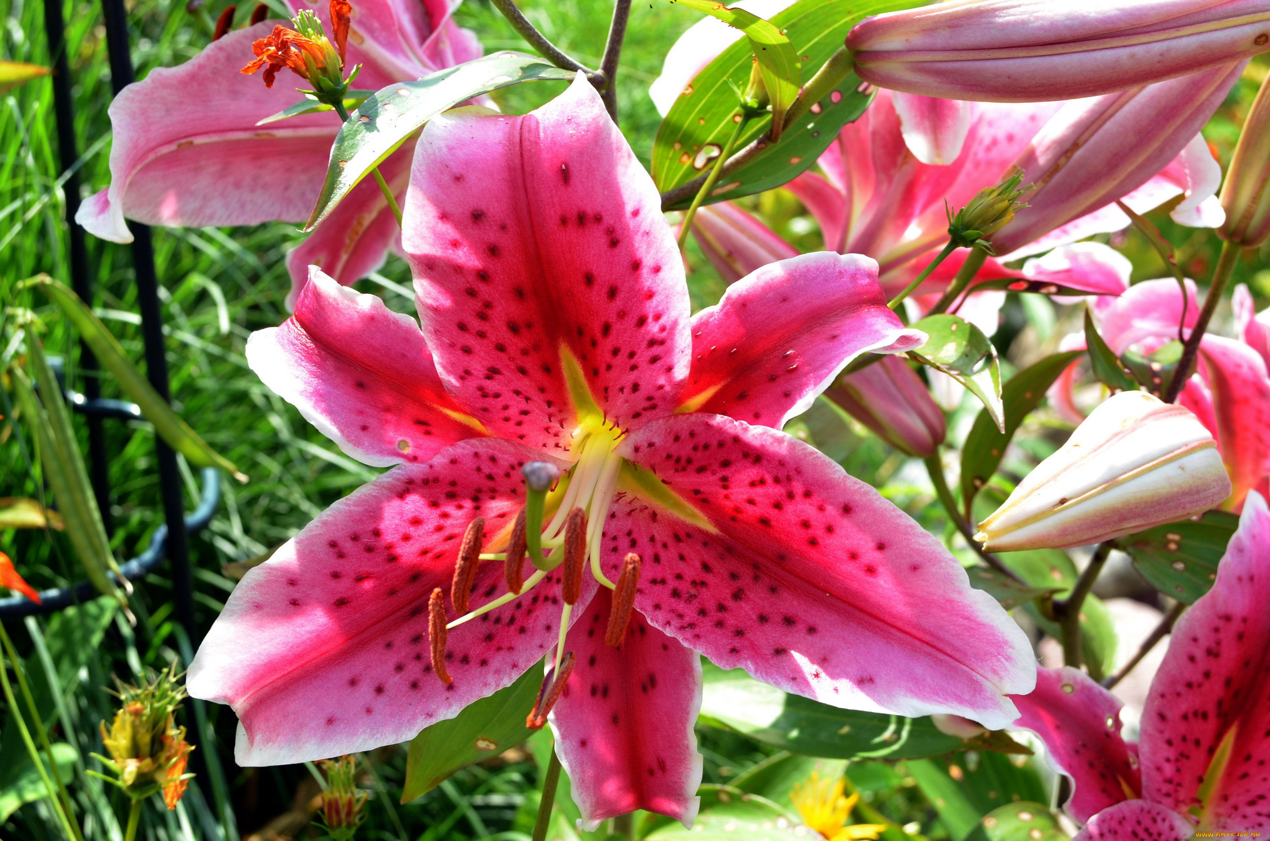 цветы, лилии, , лилейники, пестрый