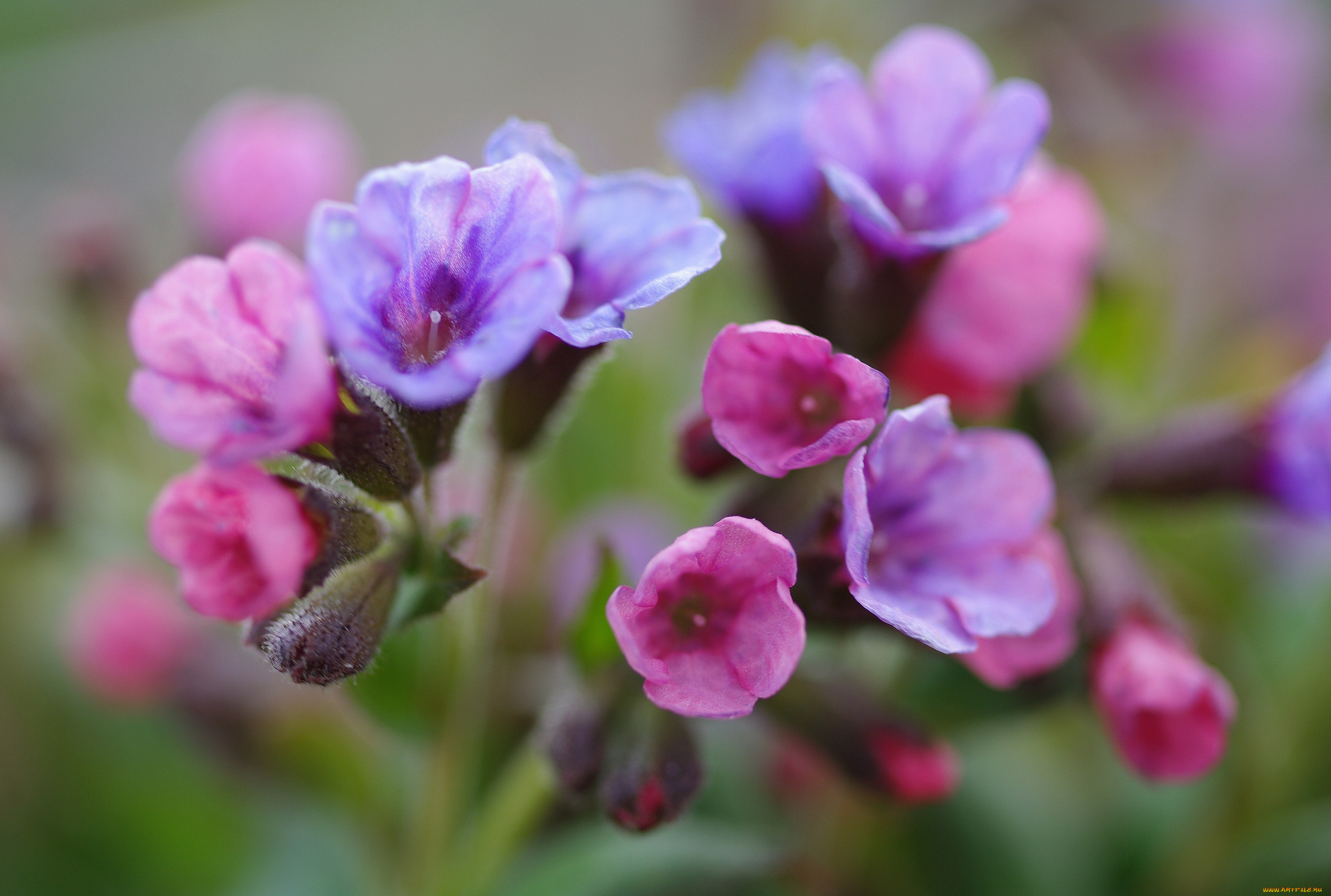 цветы, медуница, флора, растения, радость, сиреневый, цвет, пробуждение, природа, нежность, первоцветы, розовый, весна, дача, май