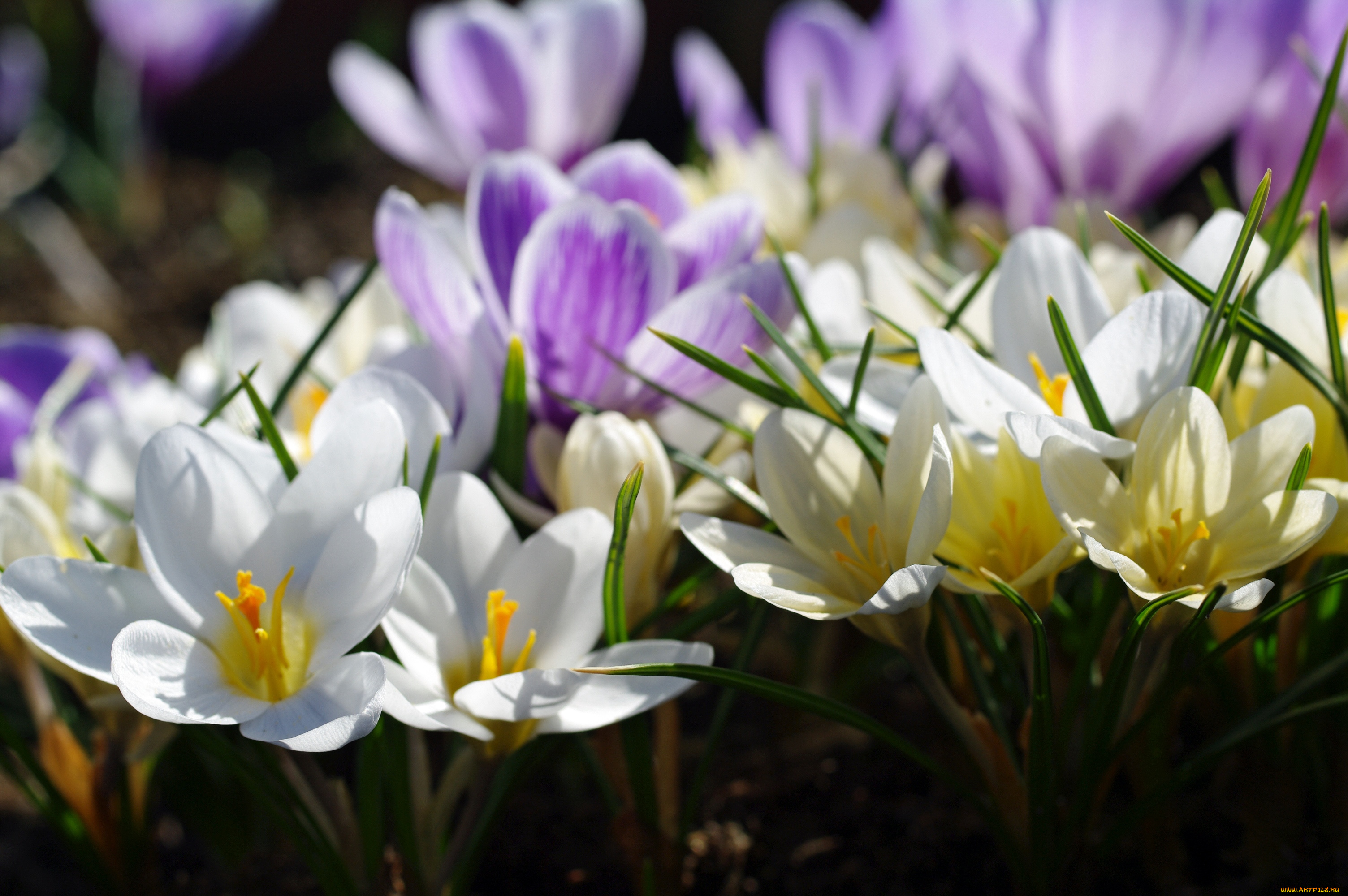 цветы, крокусы, апрель, весна, дача, красота, луковичные, макро, первоцветы, природа, радость, растения, сиреневый, цвет, флора