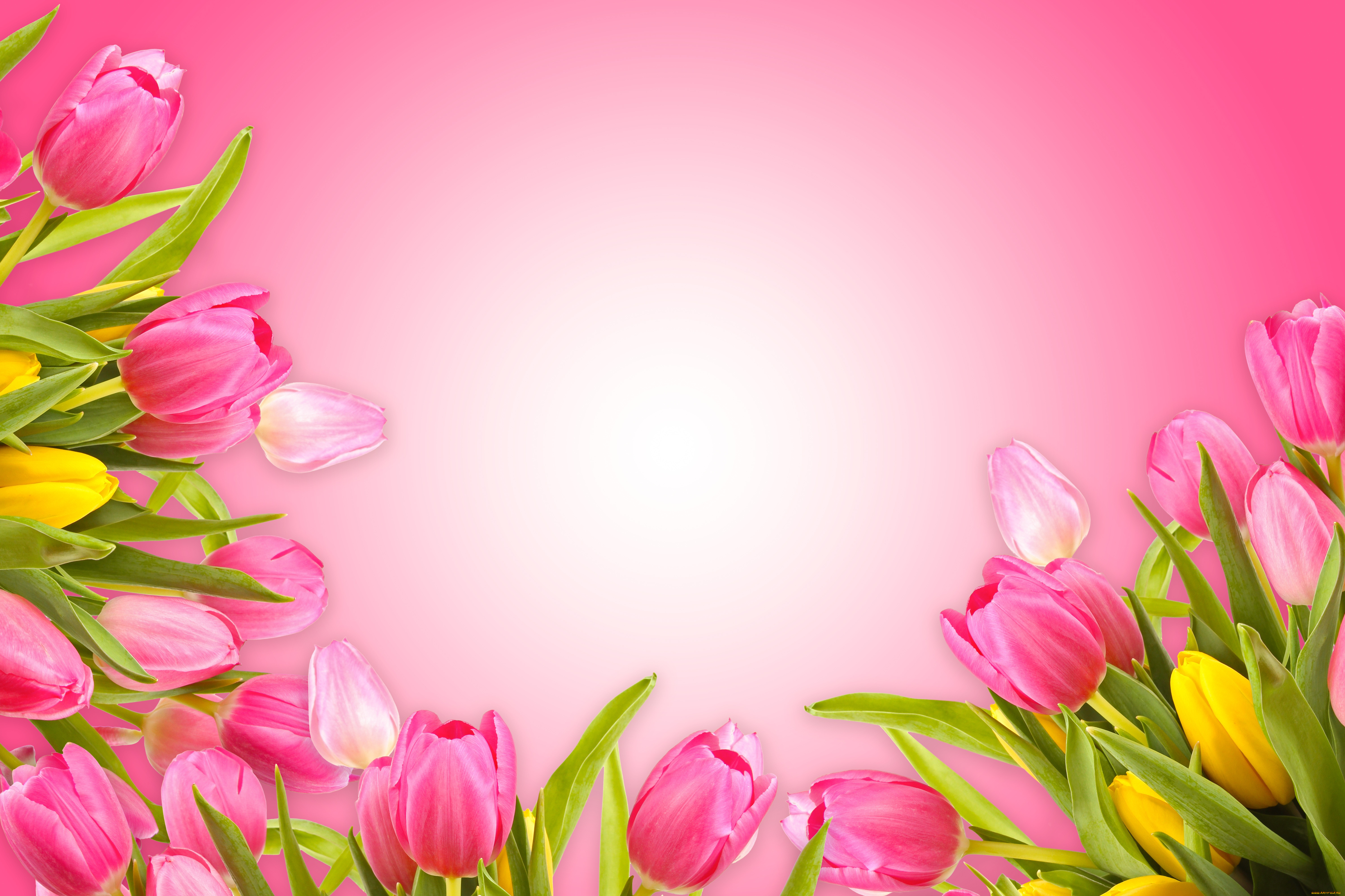 цветы, тюльпаны, fresh, love, pink, розовый, фон, romantic, tulips, flowers