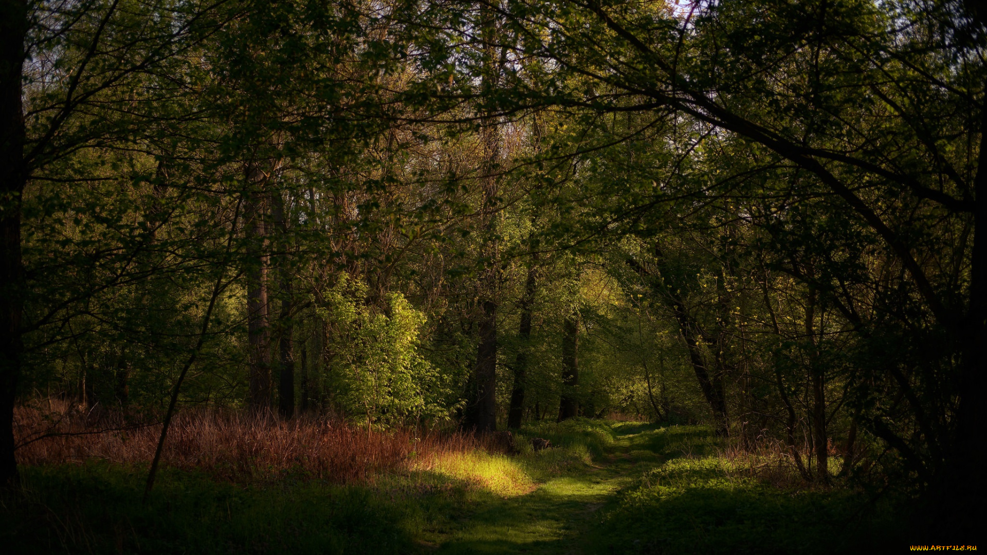 природа, лес, простор