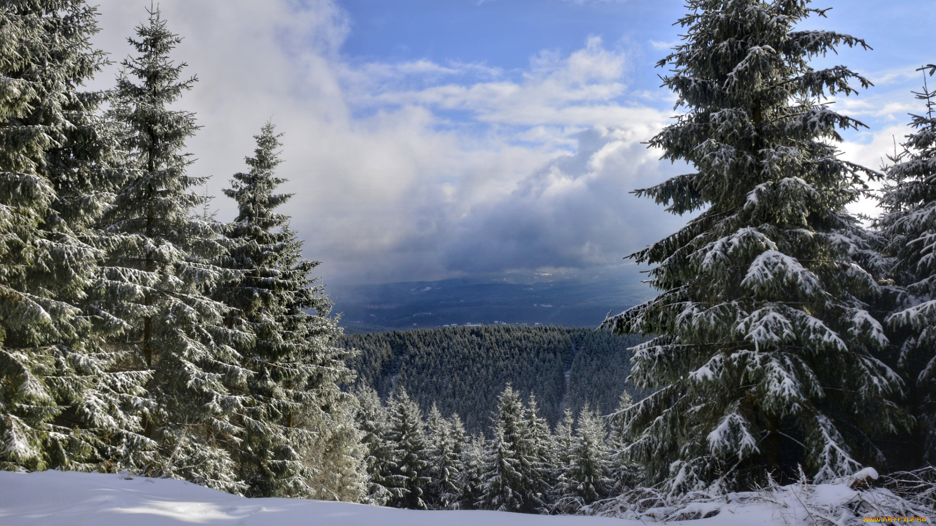 природа, лес, простор