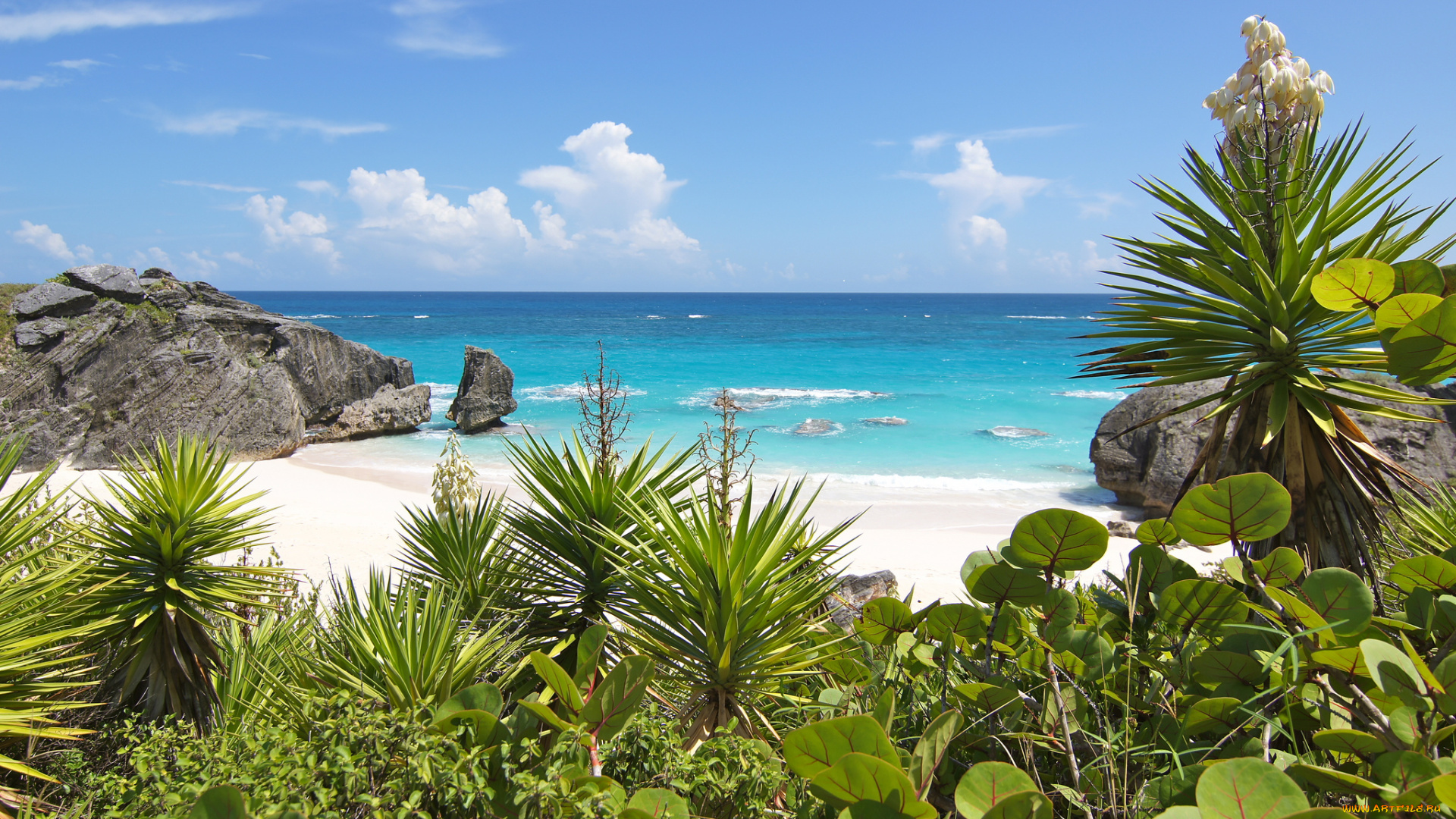 природа, тропики, простор