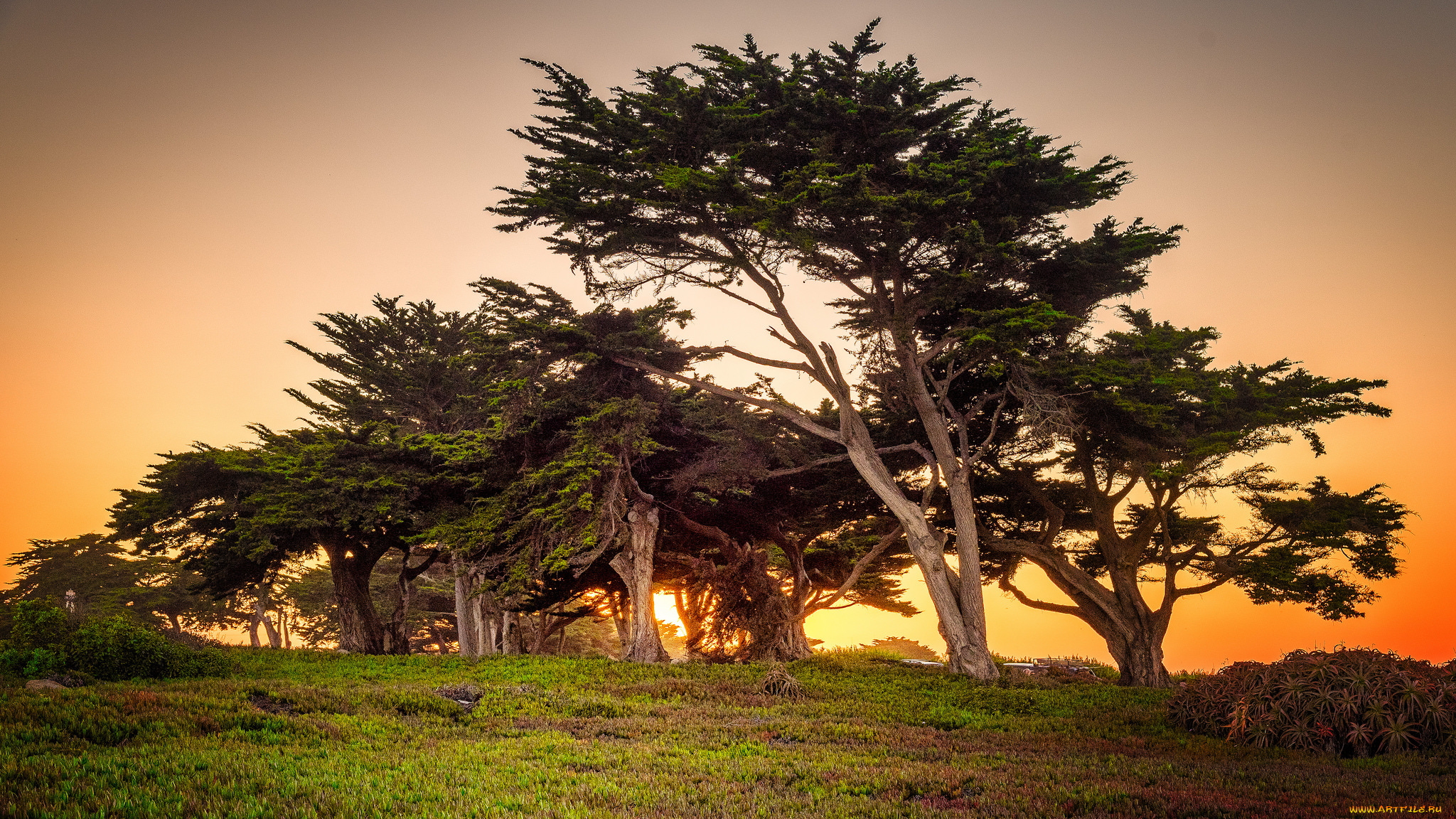 природа, деревья, простор