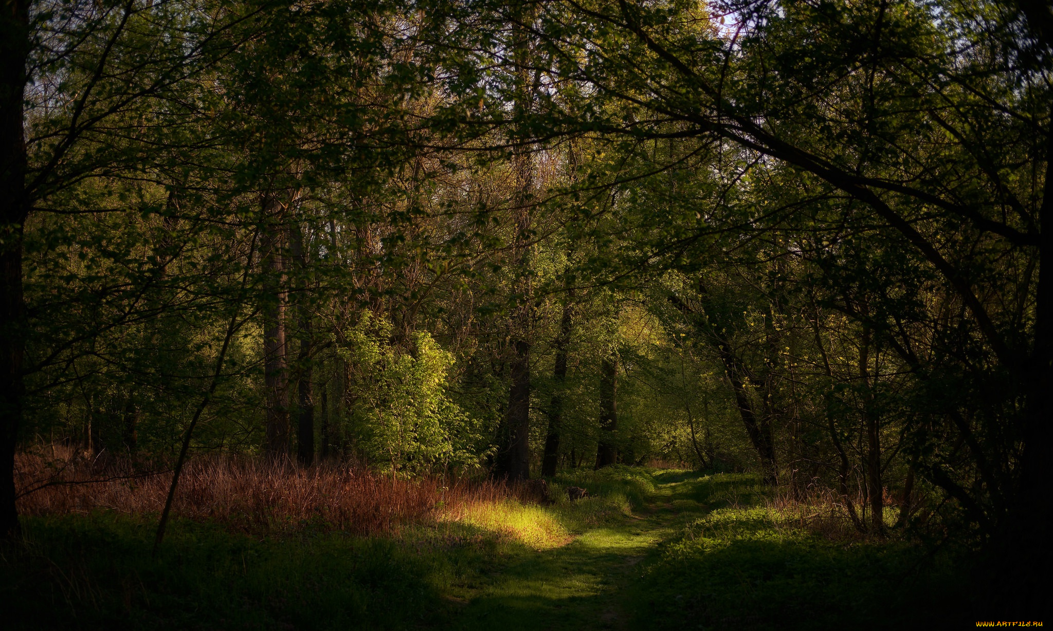 природа, лес, простор