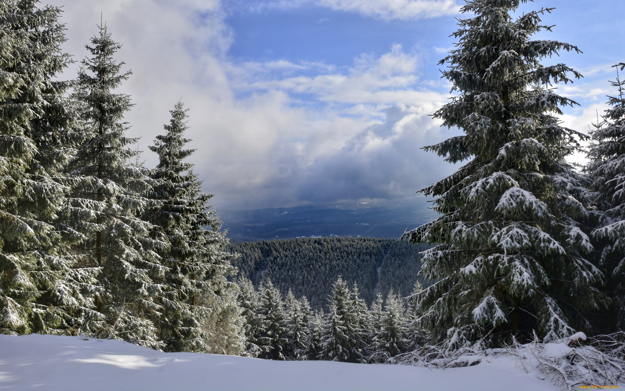 природа, лес, простор