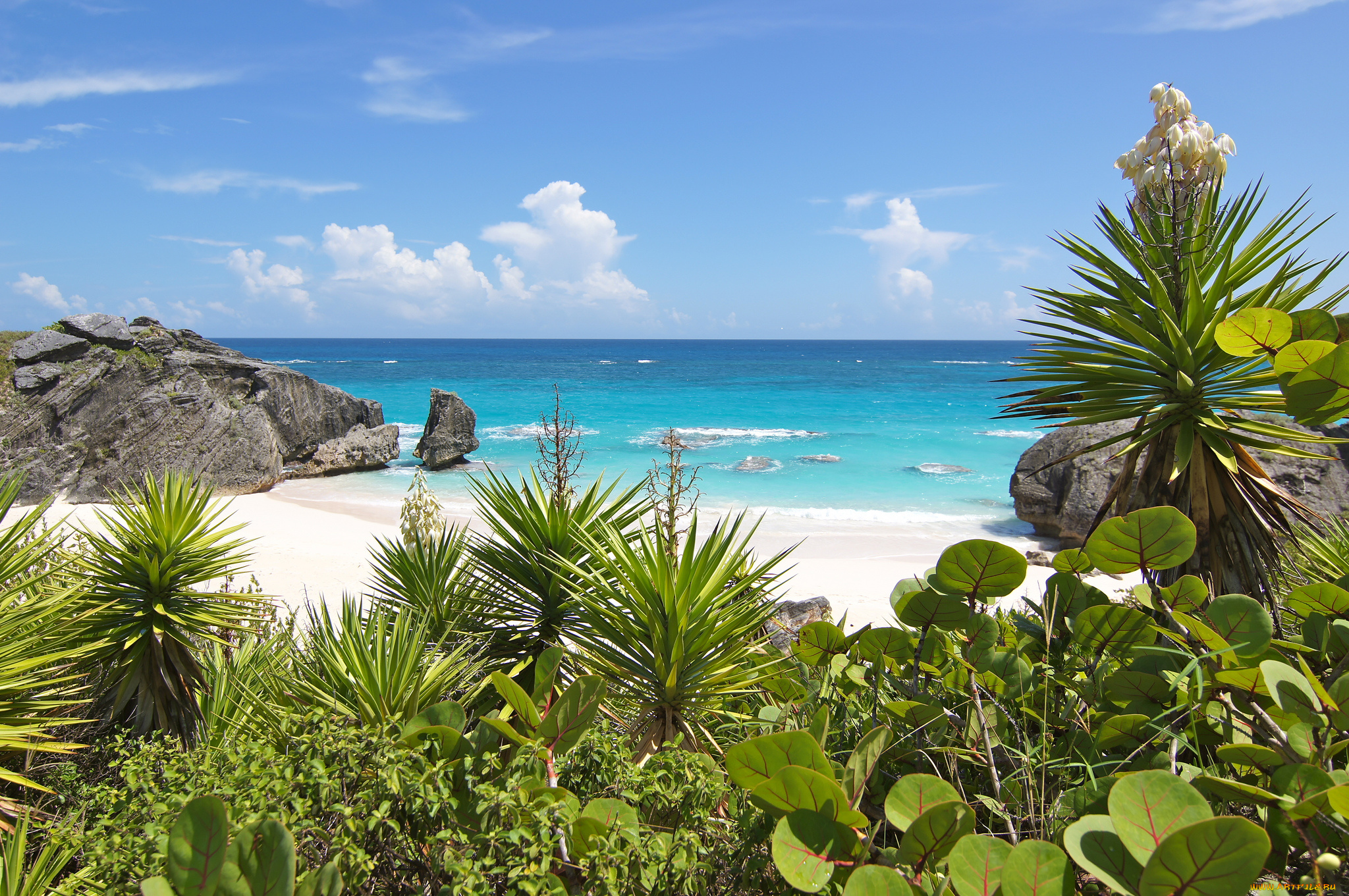 природа, тропики, простор