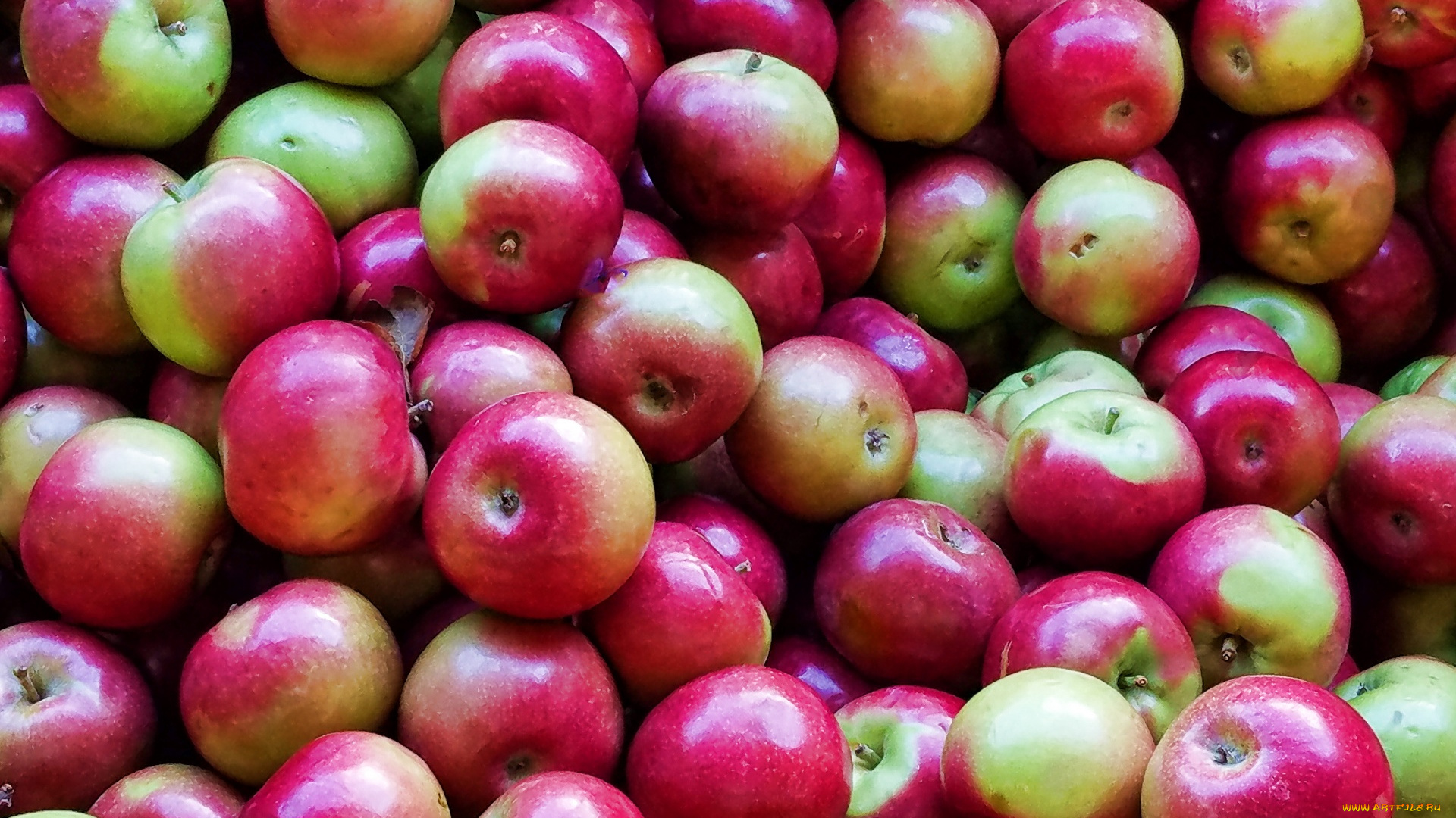 еда, яблоки, урожай