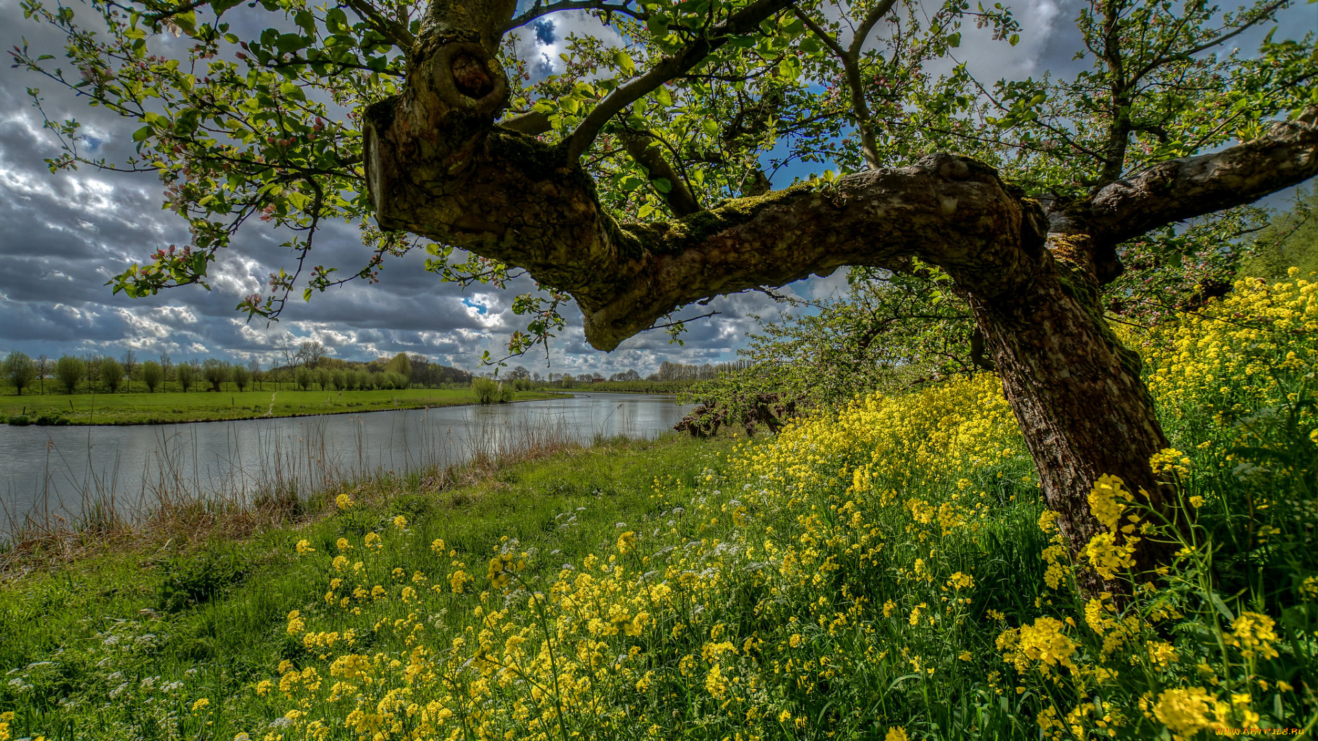 природа, луга, простор