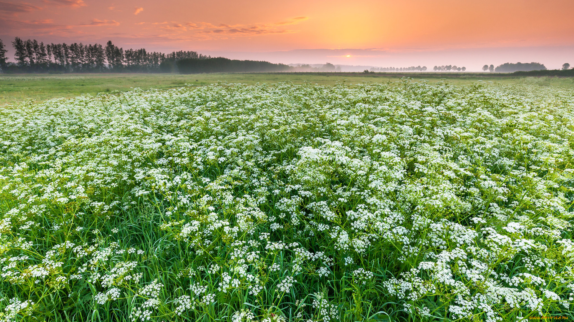 природа, поля, простор