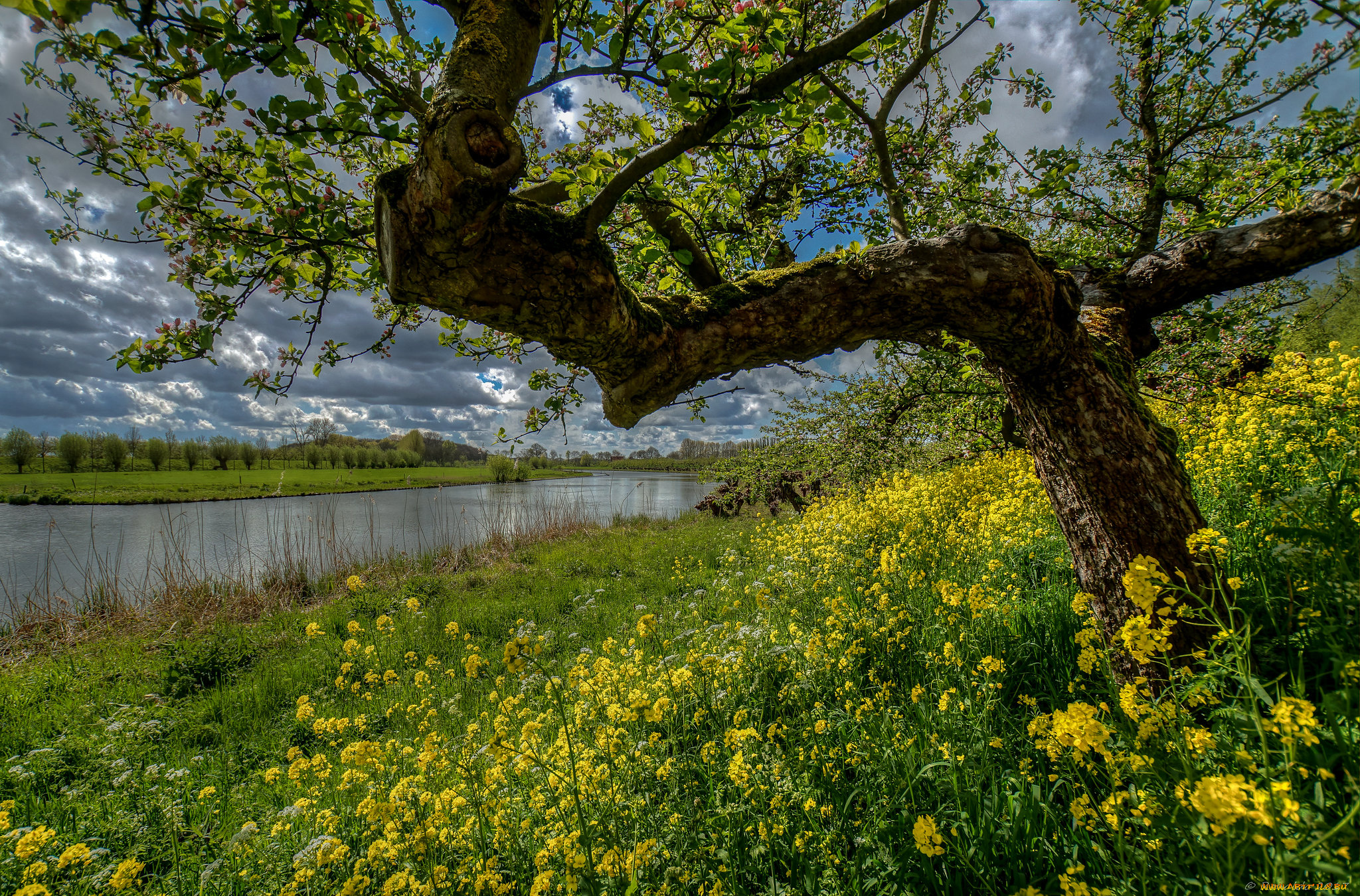 природа, луга, простор