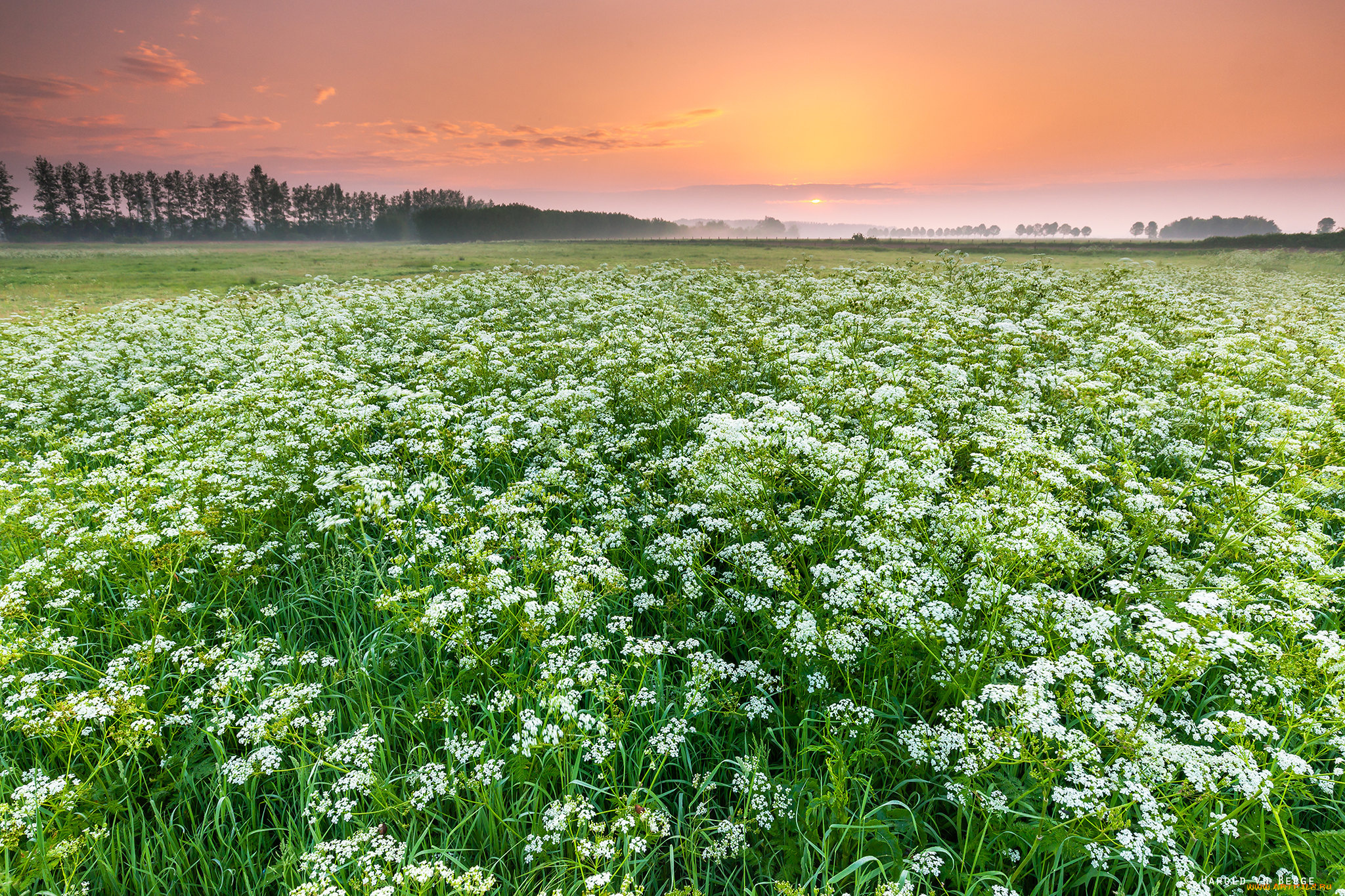 природа, поля, простор