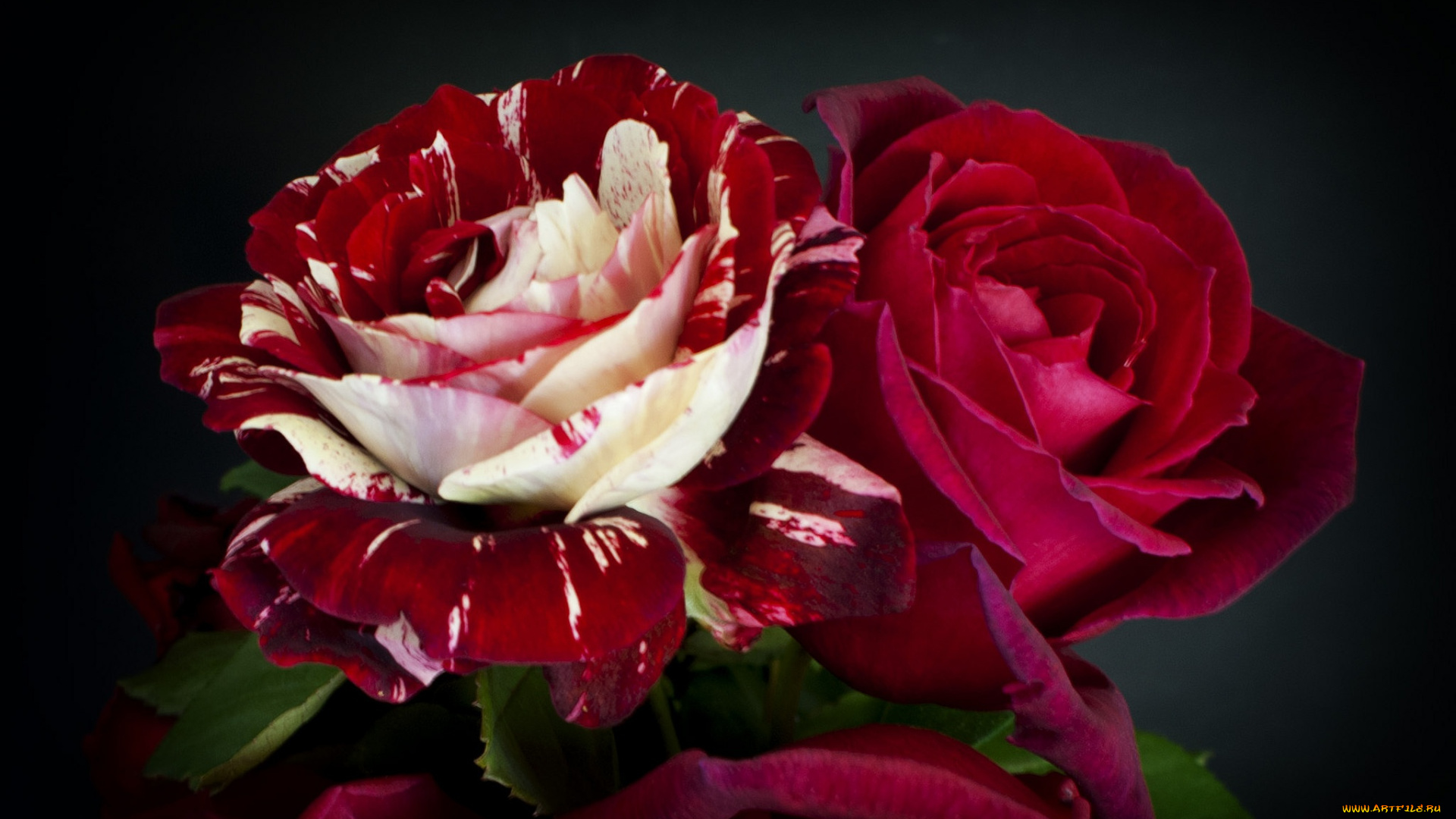 цветы, розы