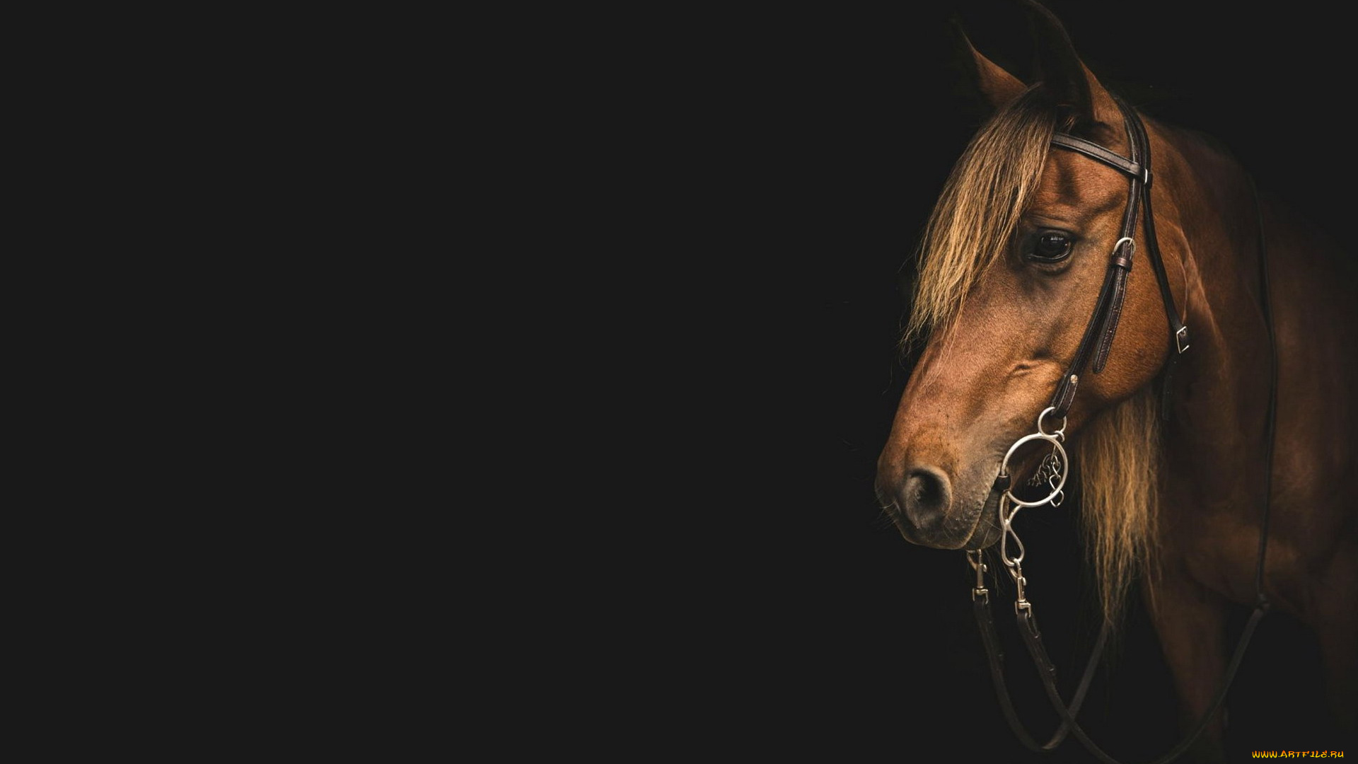 животные, лошади, лошадь, гнедая, уздечка