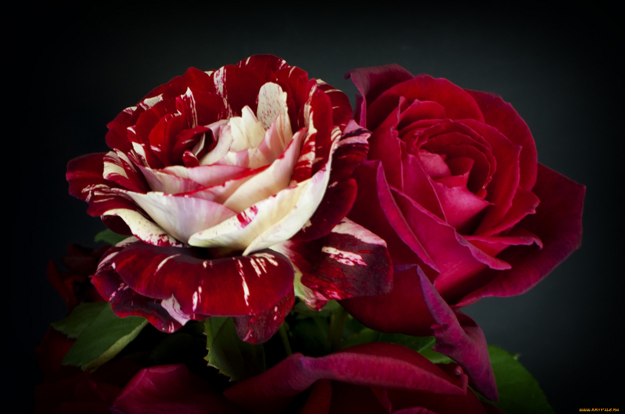 цветы, розы