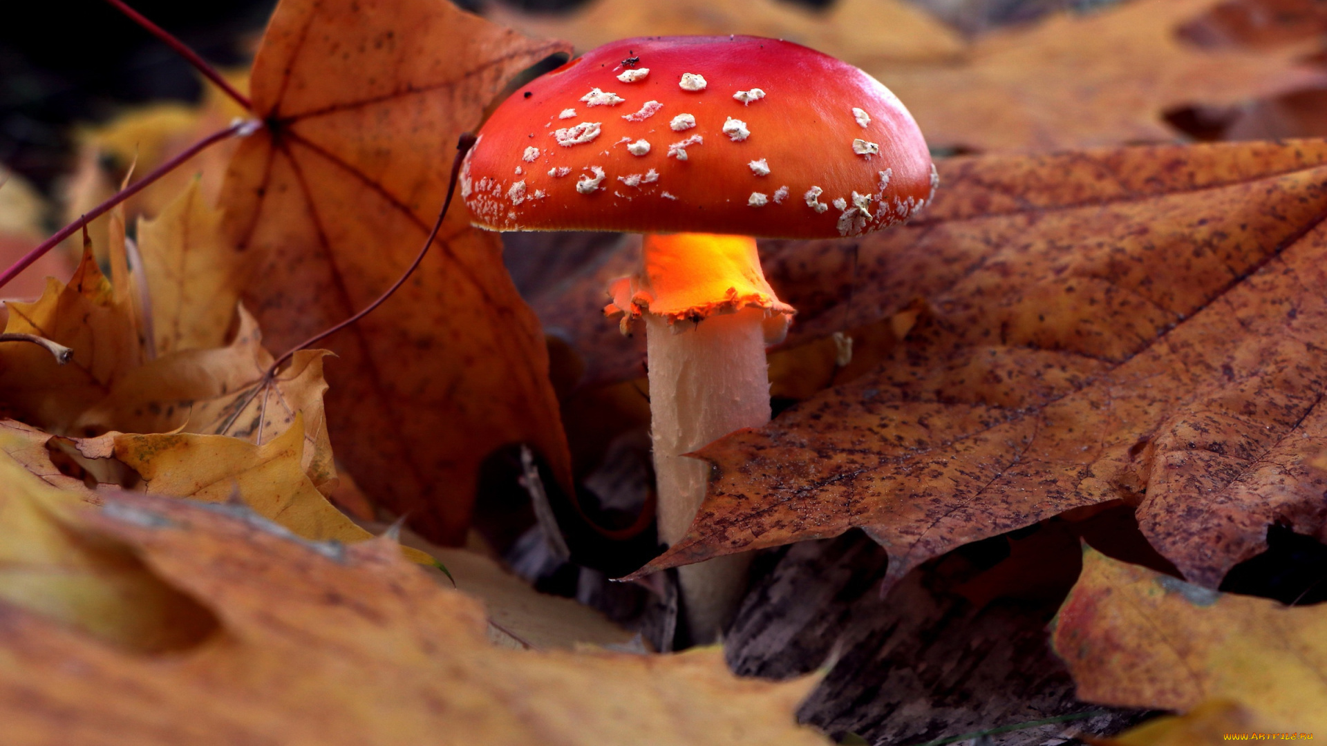 природа, грибы, , мухомор, листья, мухомор, осень