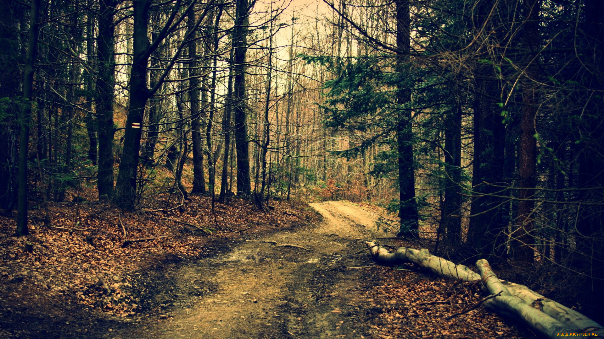 природа, лес, осень, тропа, бревна