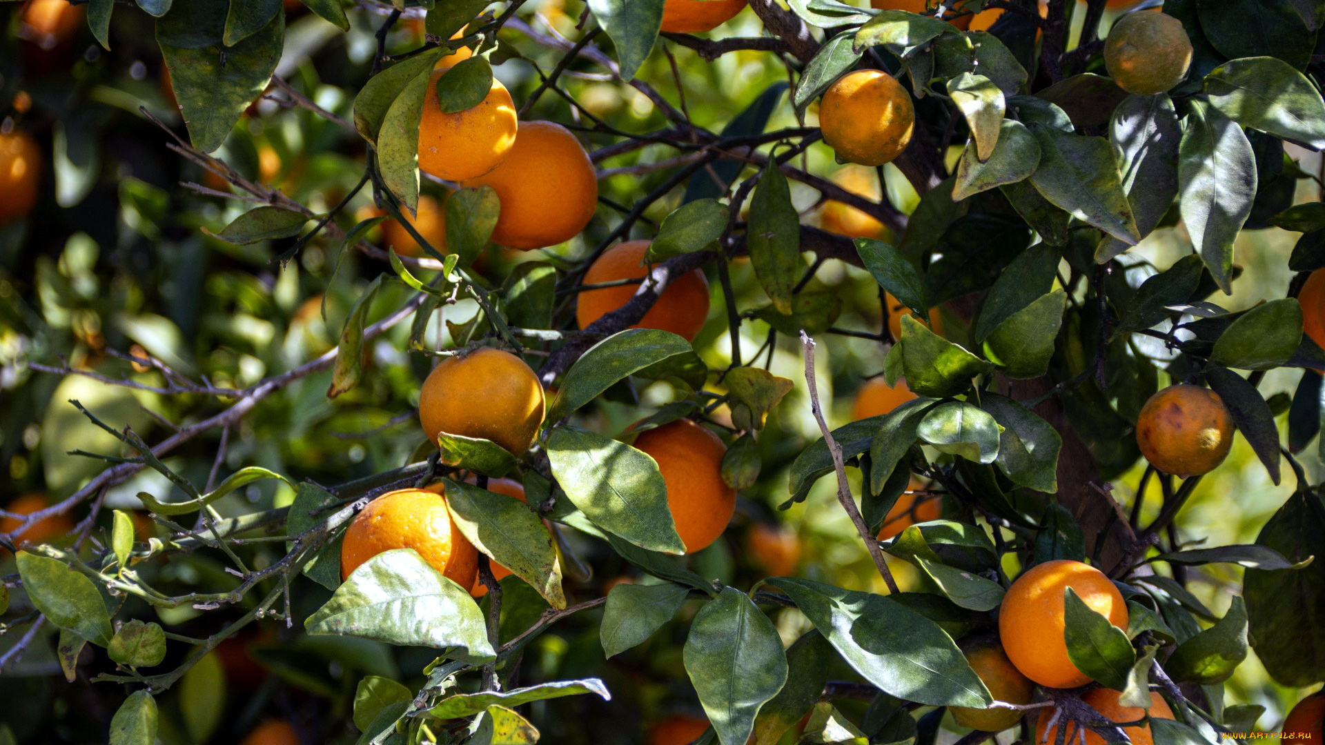 природа, плоды, мандарины