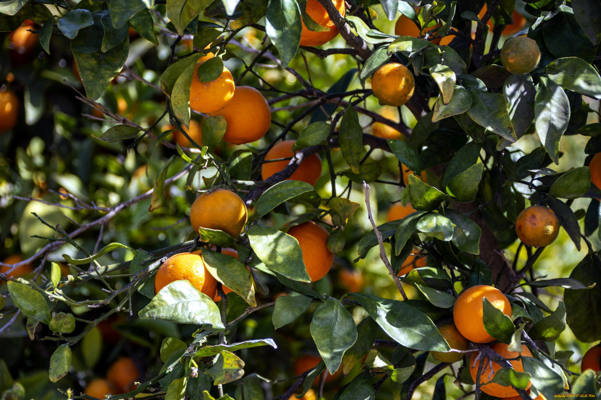 природа, плоды, мандарины