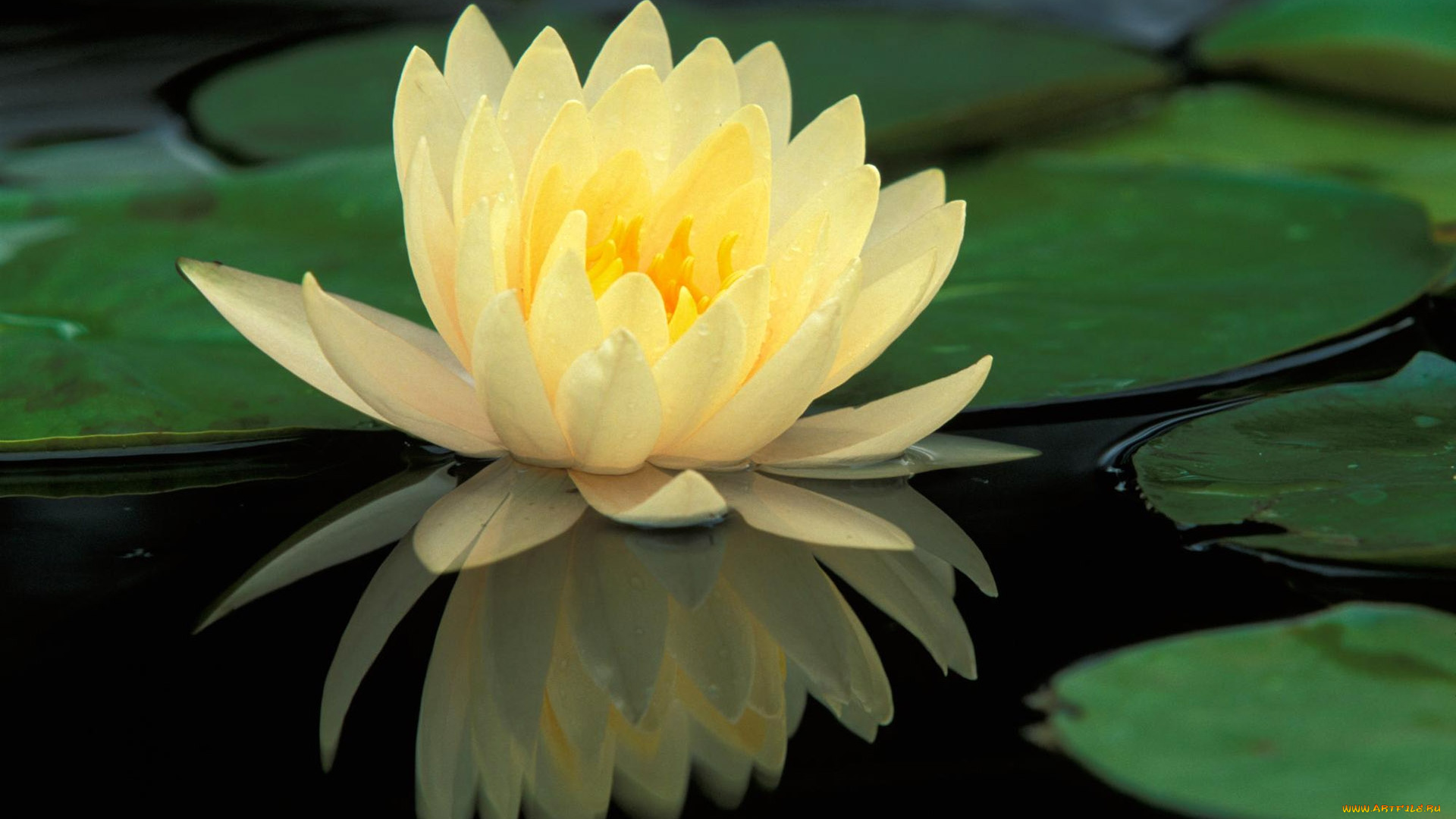 цветы, лилии, водяные, , нимфеи, , кувшинки, водяная, лилия, листья, озеро, желтая