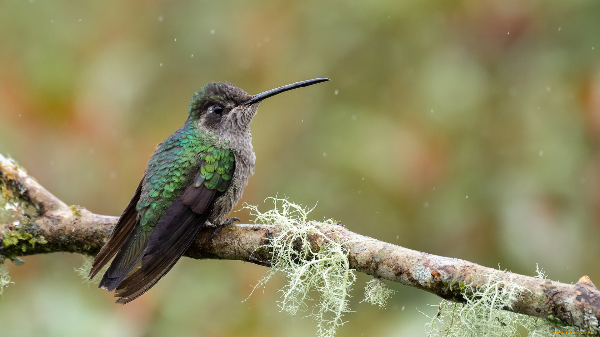 животные, колибри, птичка