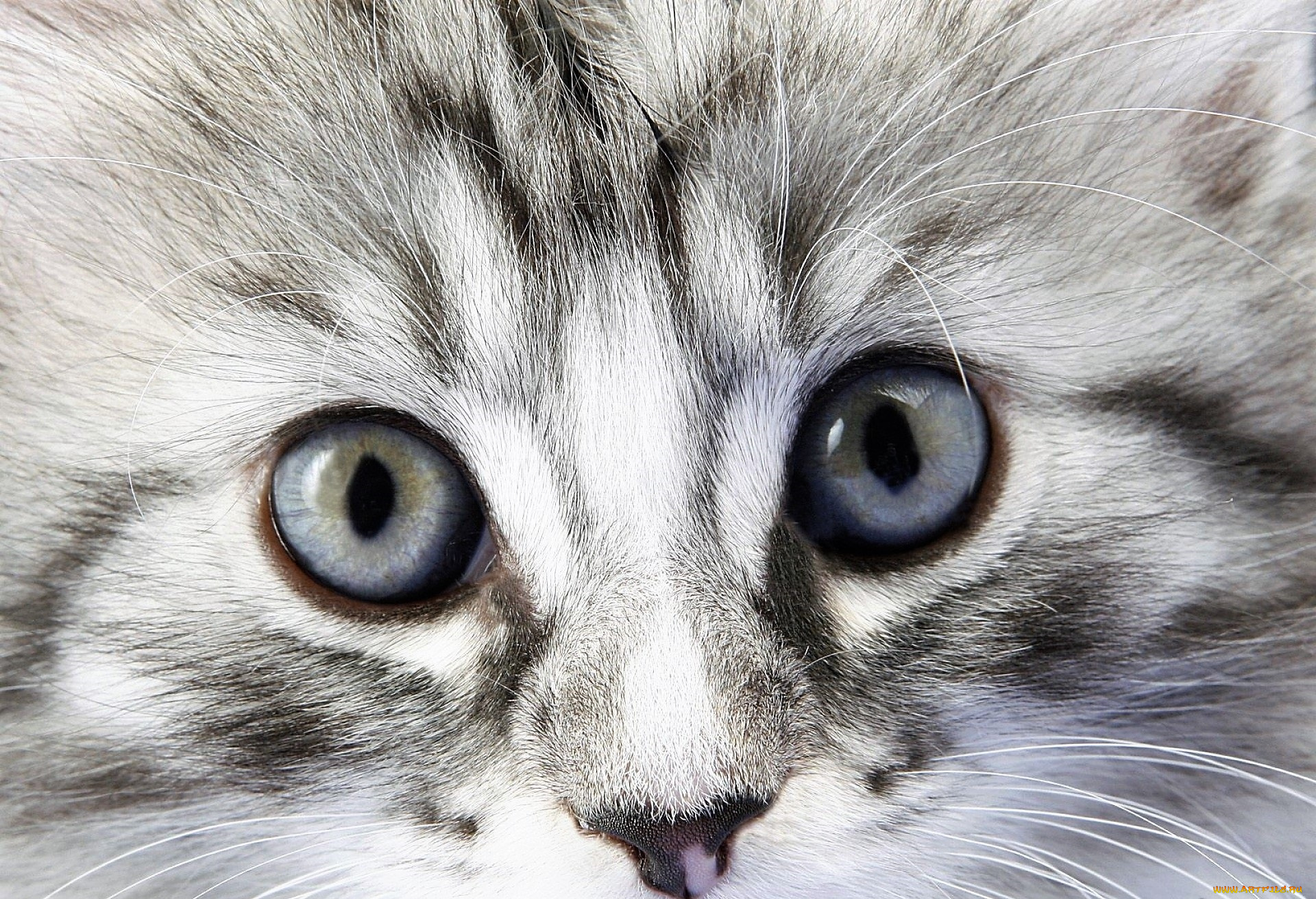 животные, коты, котенок, глаза