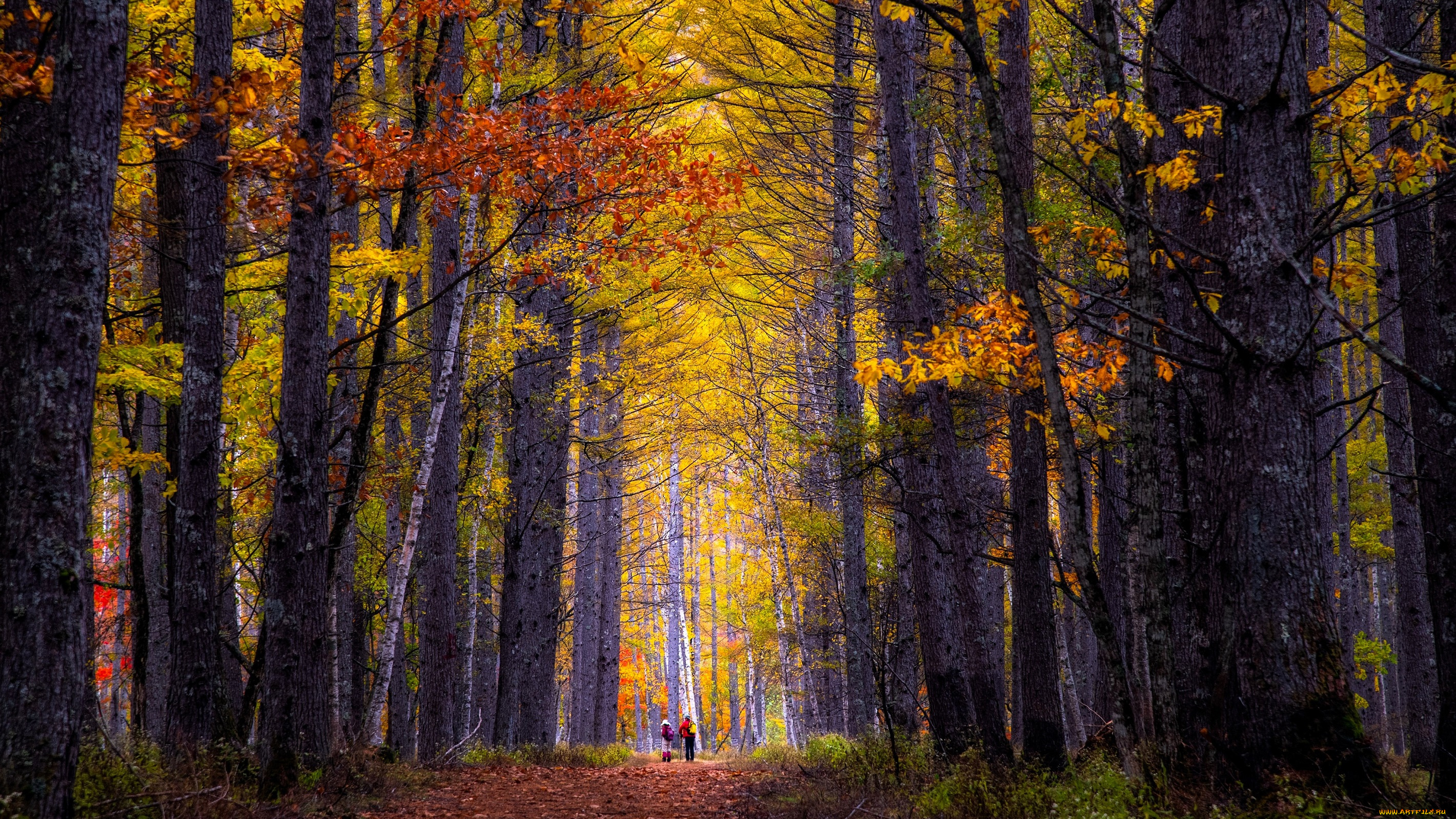 природа, лес, осень, листья, дорога, люди