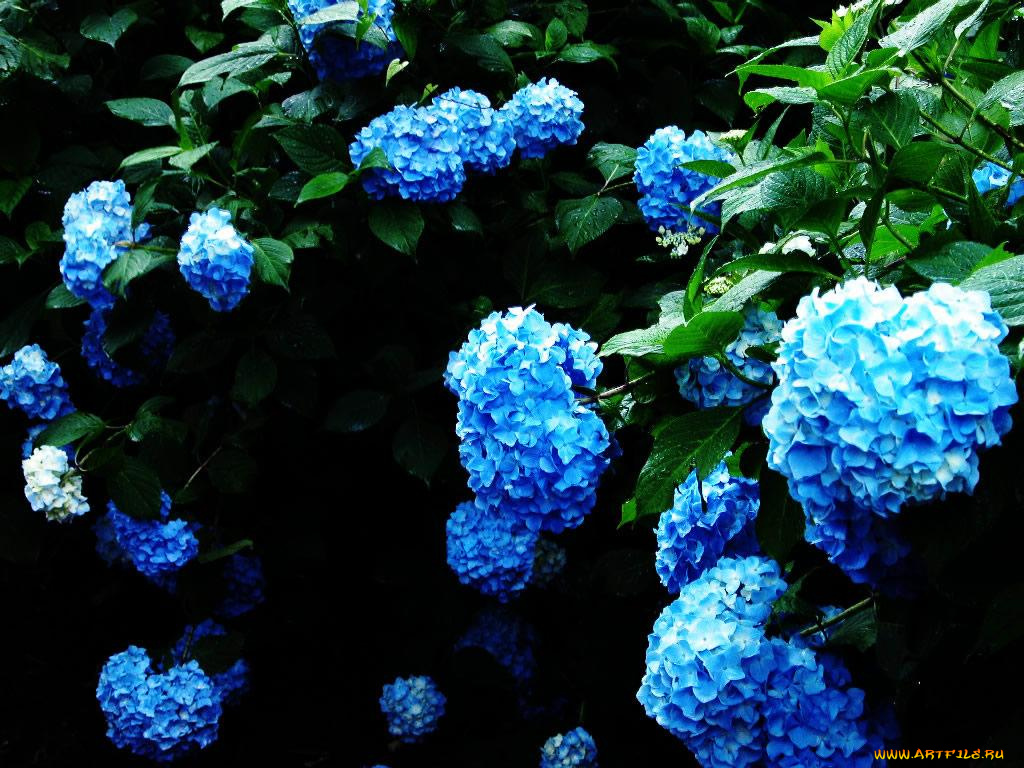 цветы, гортензия
