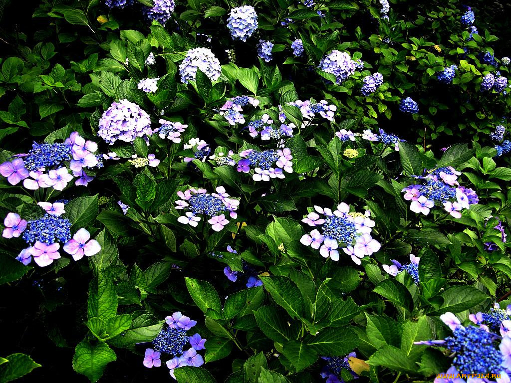 цветы, гортензия