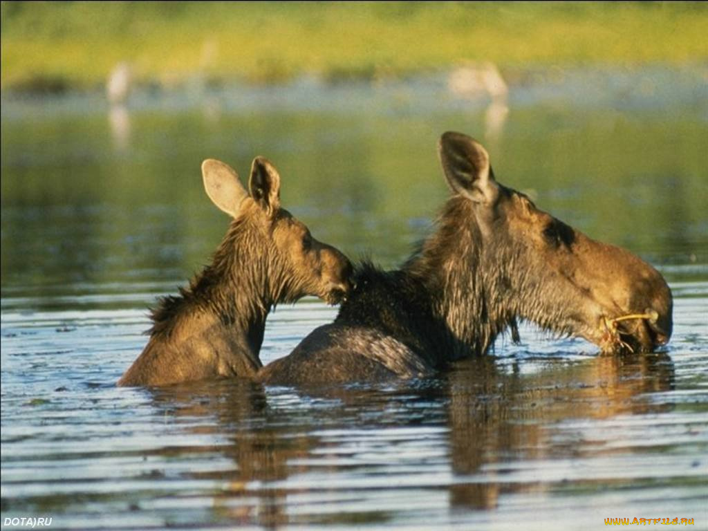 животные, лоси