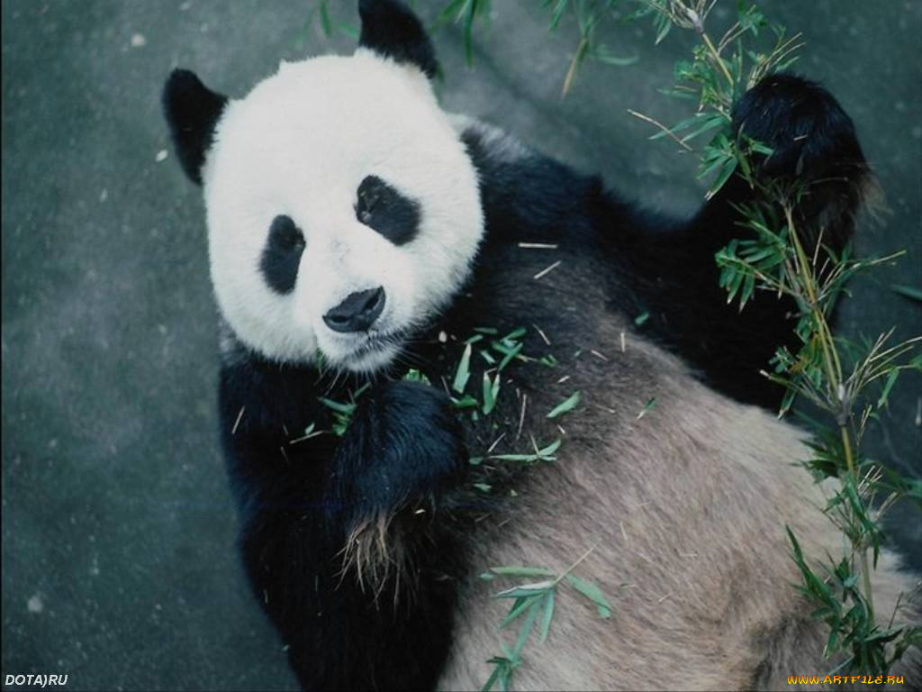 животные, панды