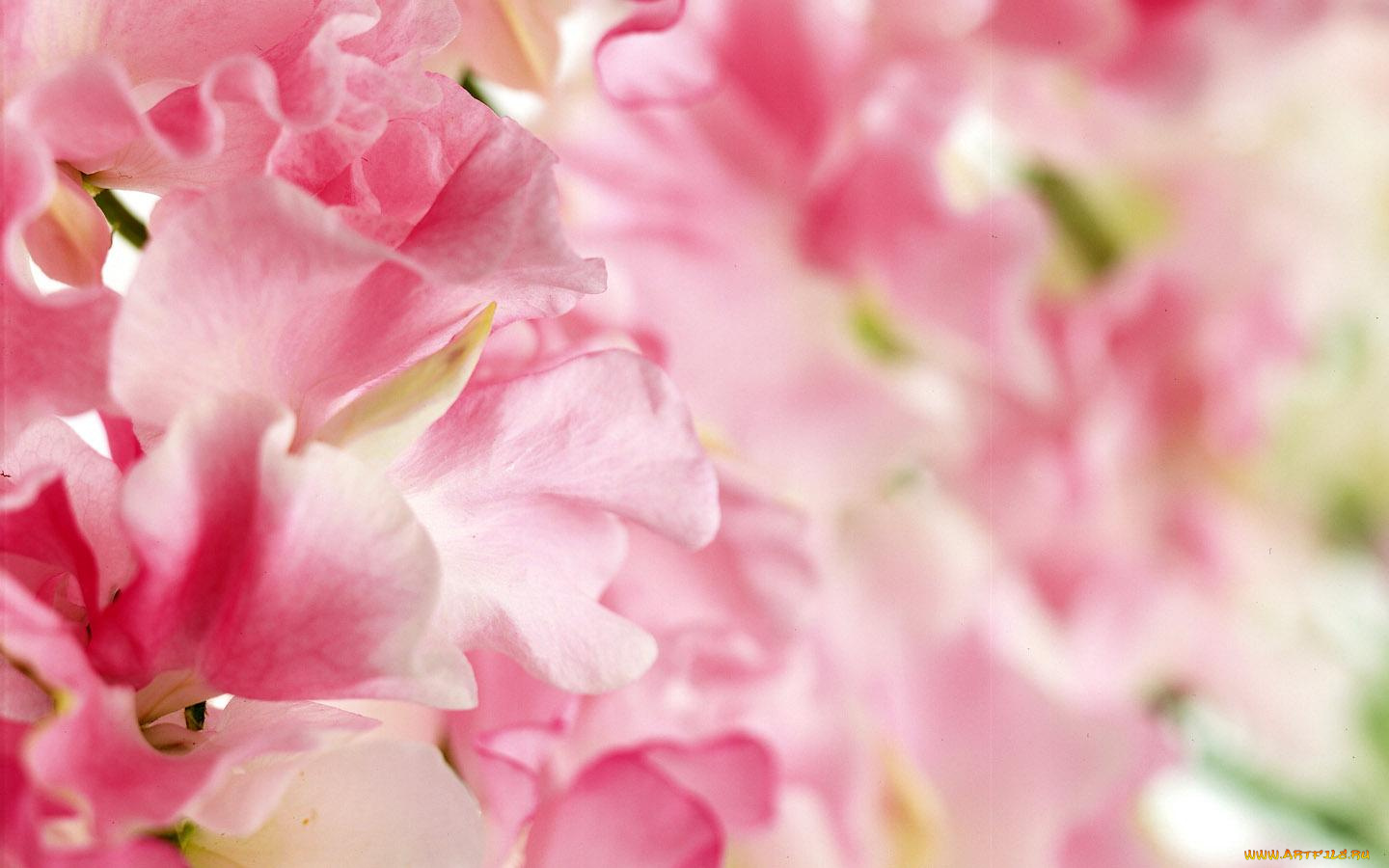 цветы, душистый, горошек