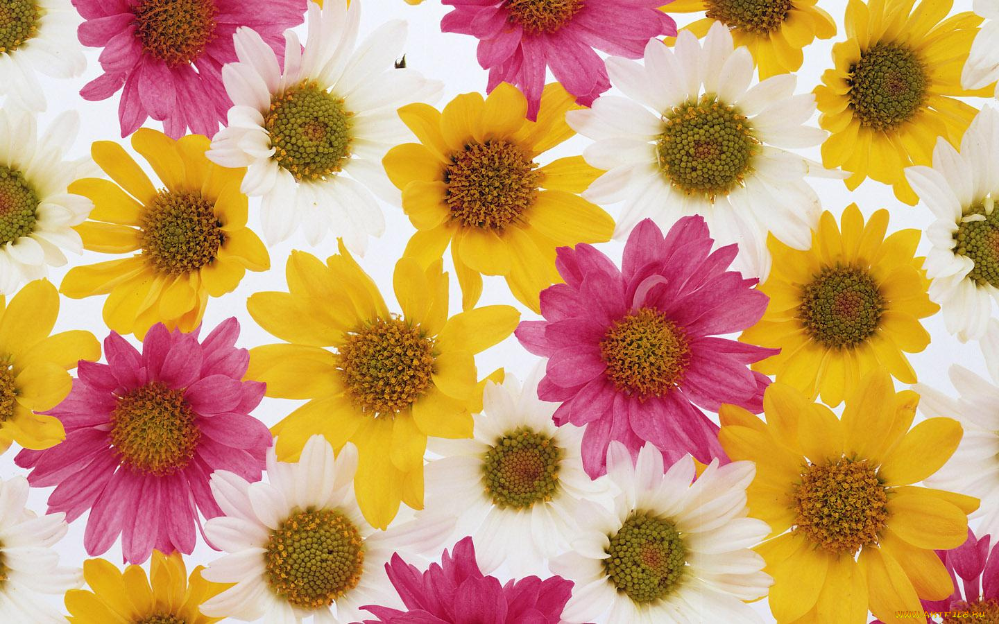 цветы, хризантемы