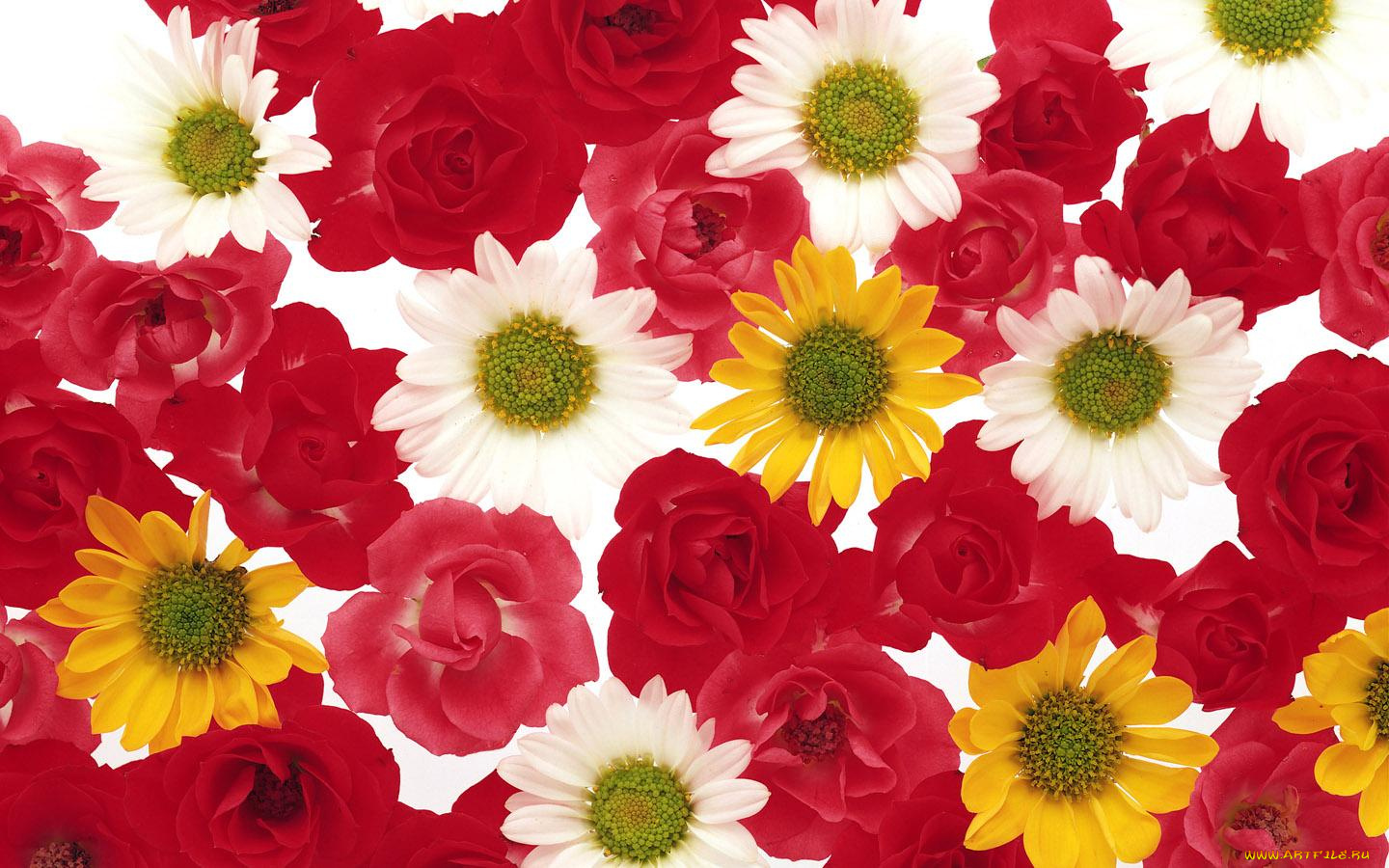 цветы, разные, вместе