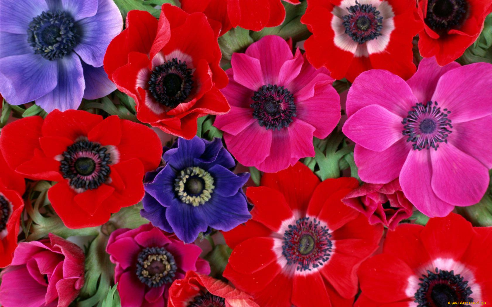 цветы, анемоны, адонисы